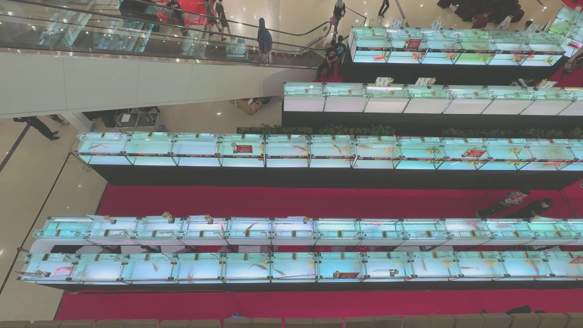 Indonesia Aroana fish exhibition