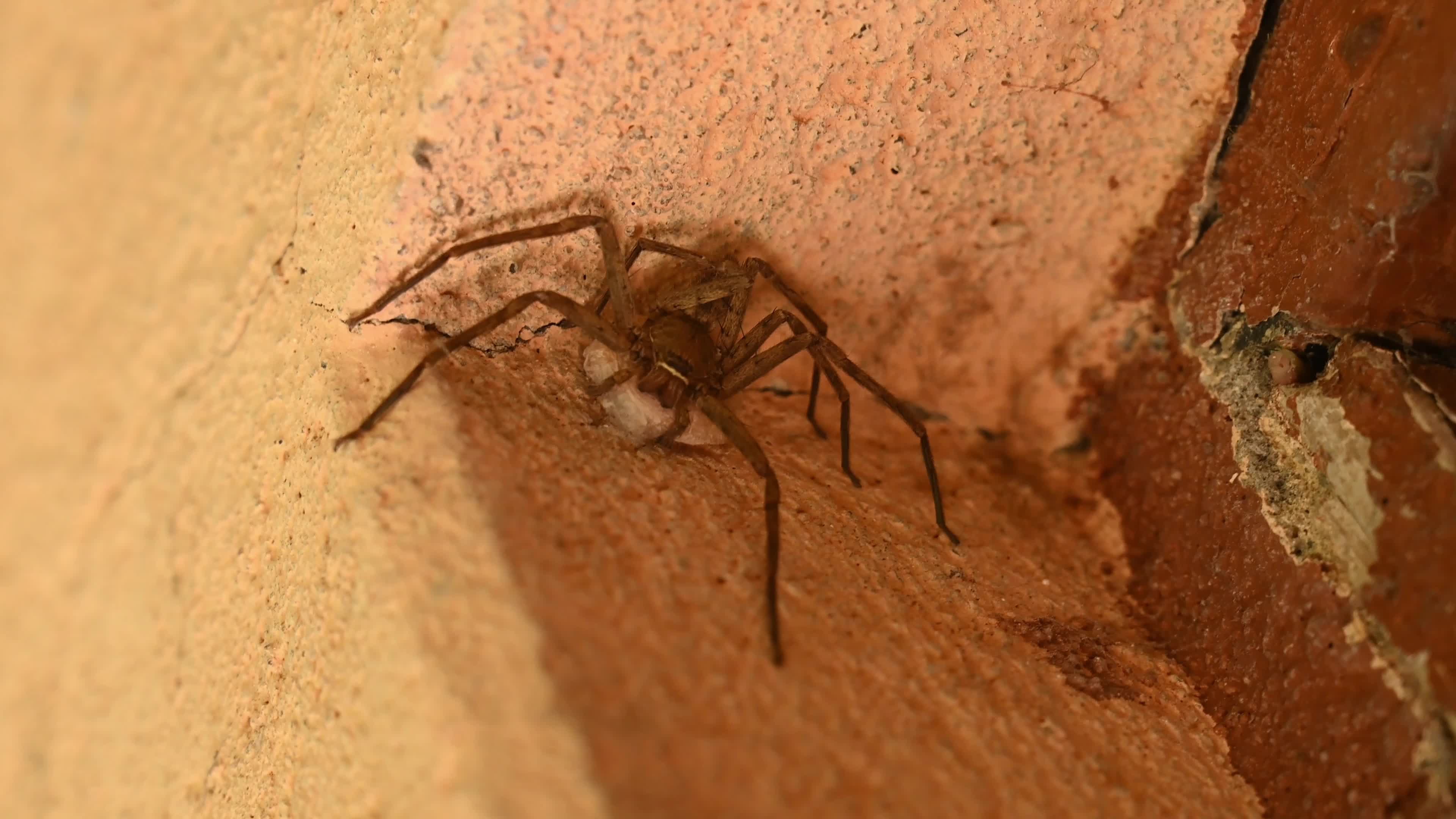Female Heteropoda Venatoria protecting its Egg sac