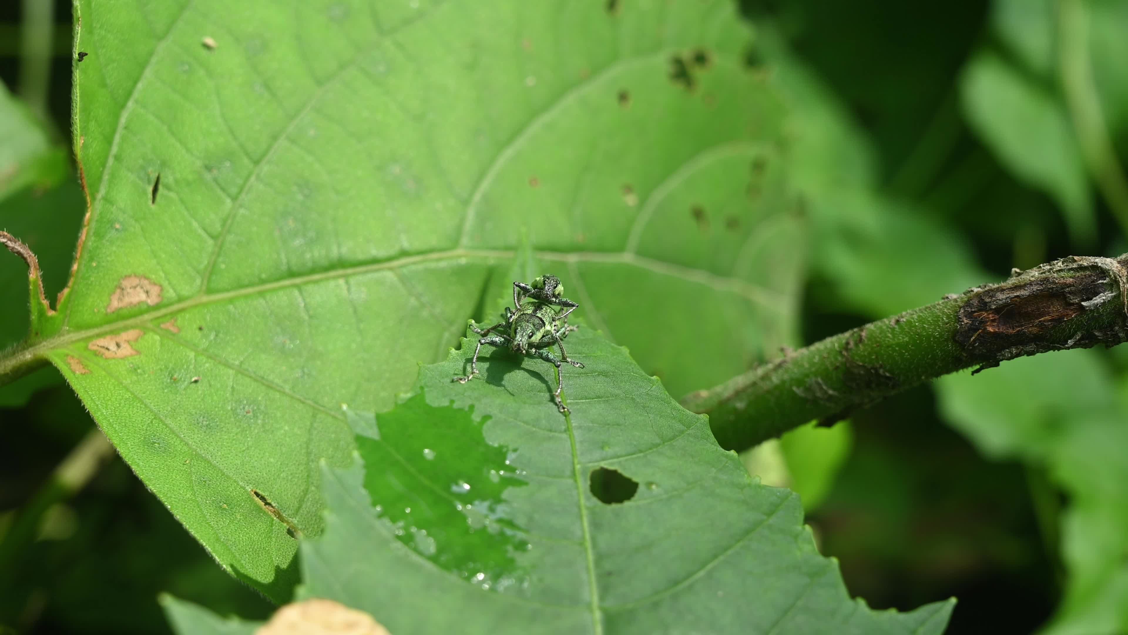 Green Immigrant Leaf Weevil - Polydrusus Formosus - Animal India