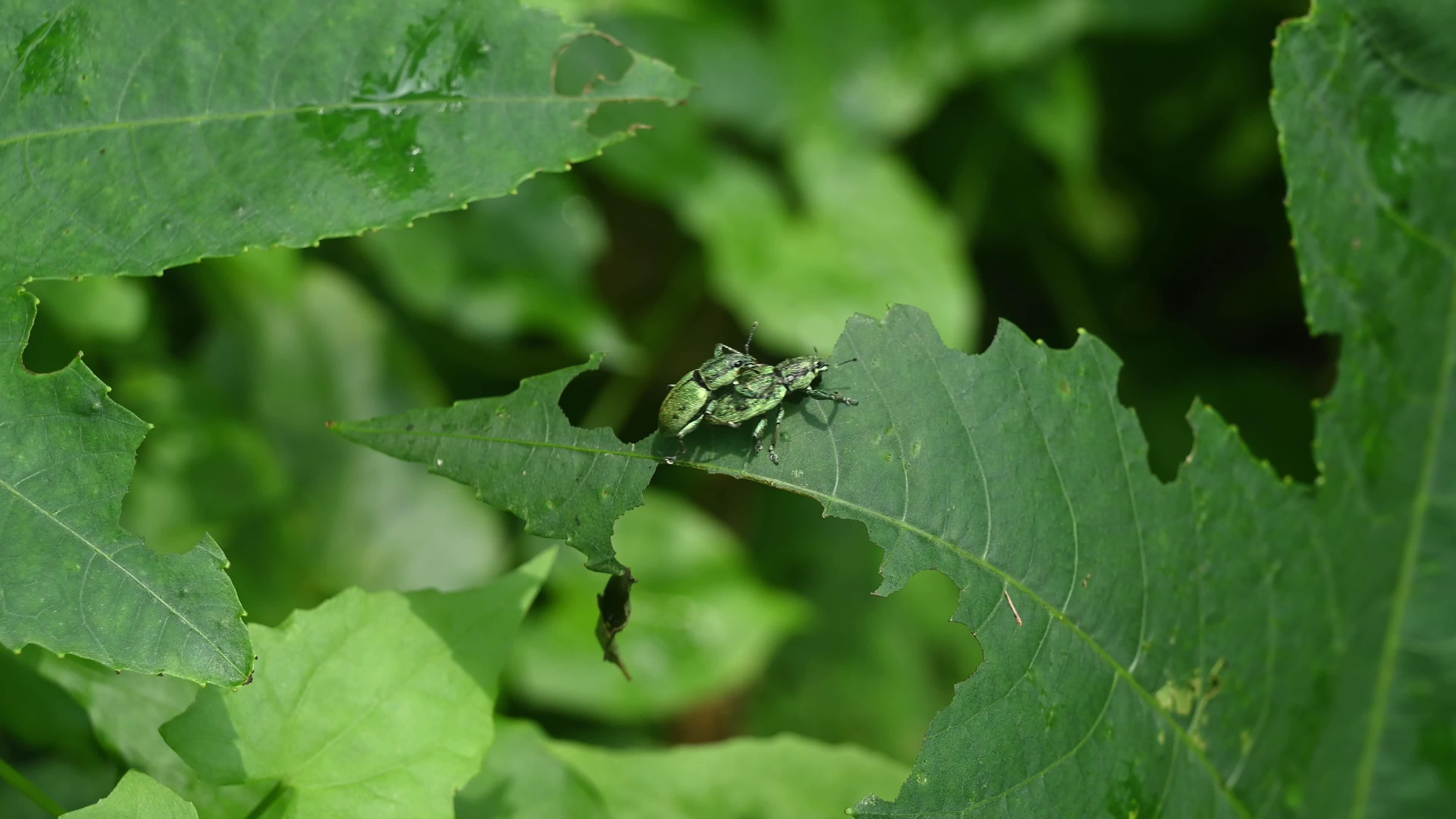 Green Immigrant Leaf Weevil - Polydrusus Formosus - Animal India