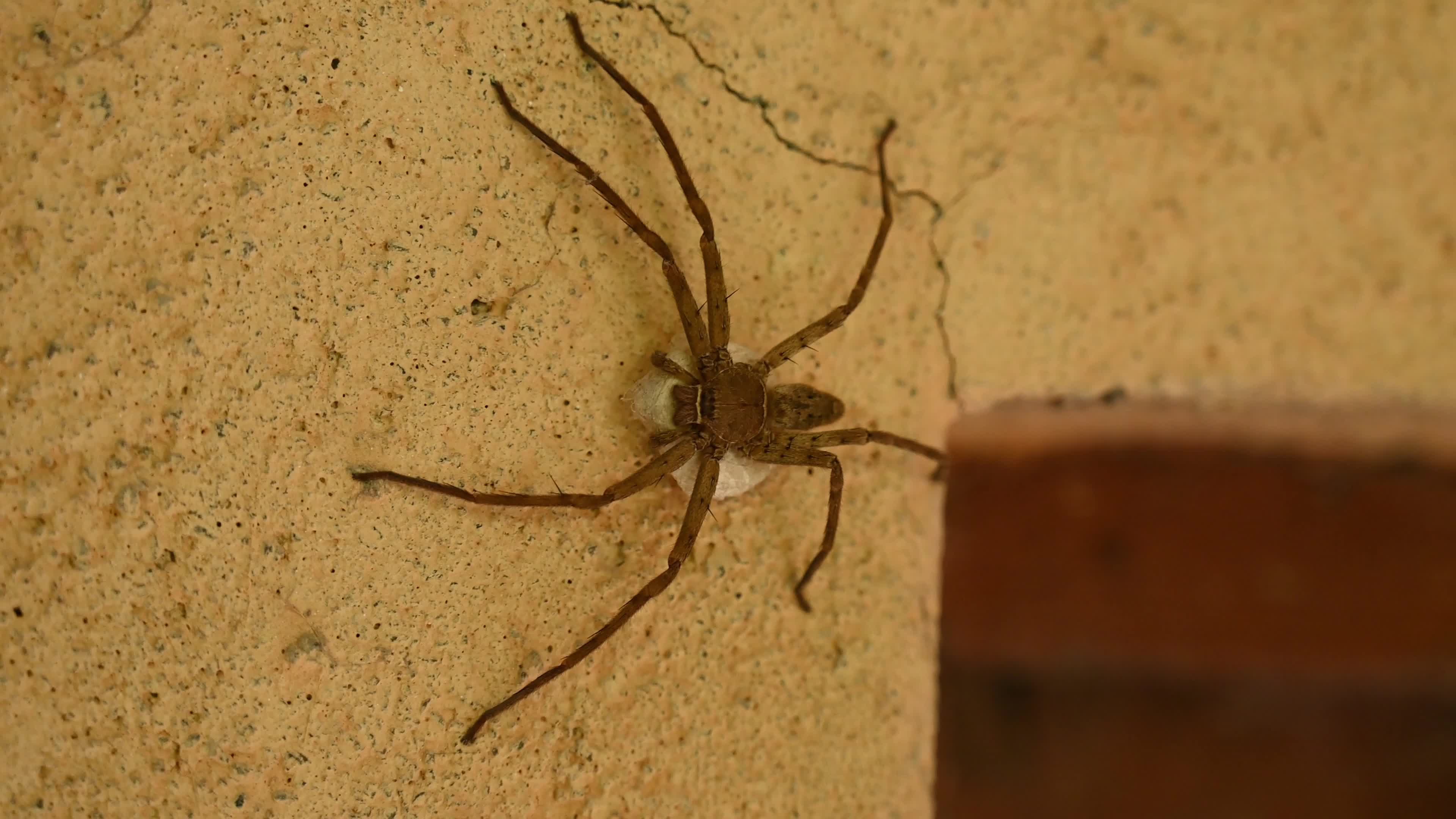 Female Heteropoda Venatoria protecting its Egg sac