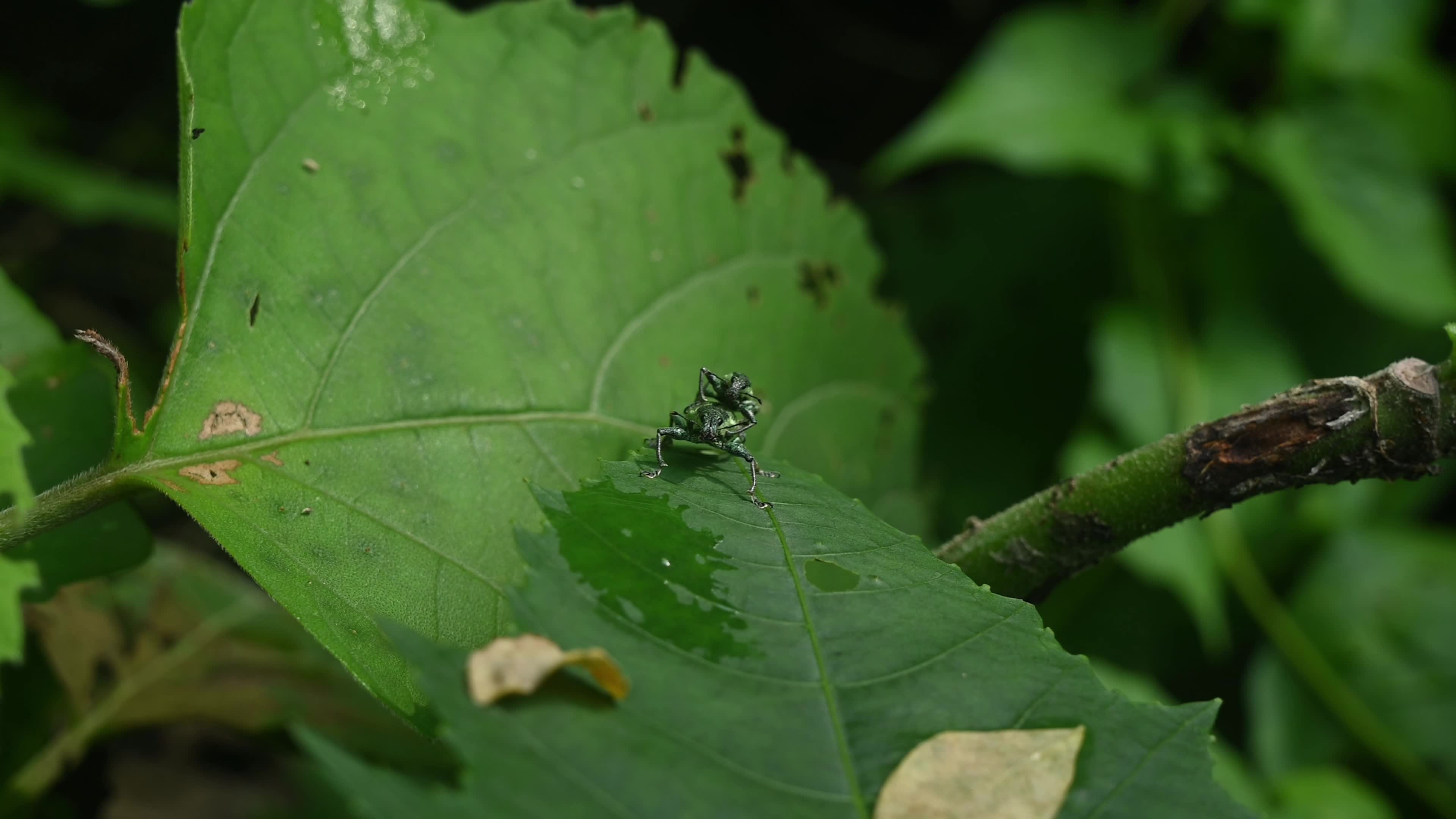 Green Immigrant Leaf Weevil - Polydrusus Formosus - Animal India