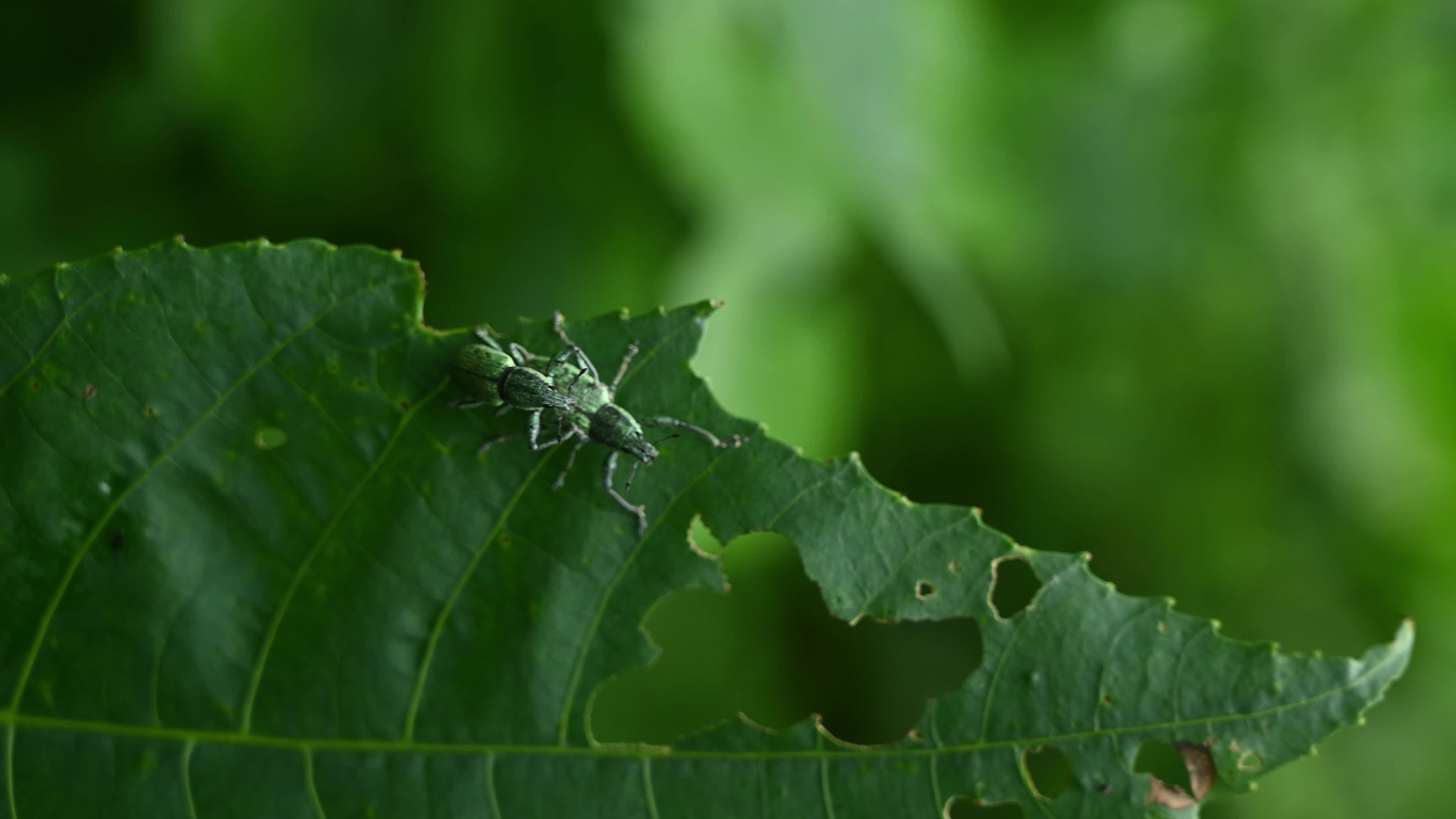 Green Immigrant Leaf Weevil - Polydrusus Formosus - Animal India