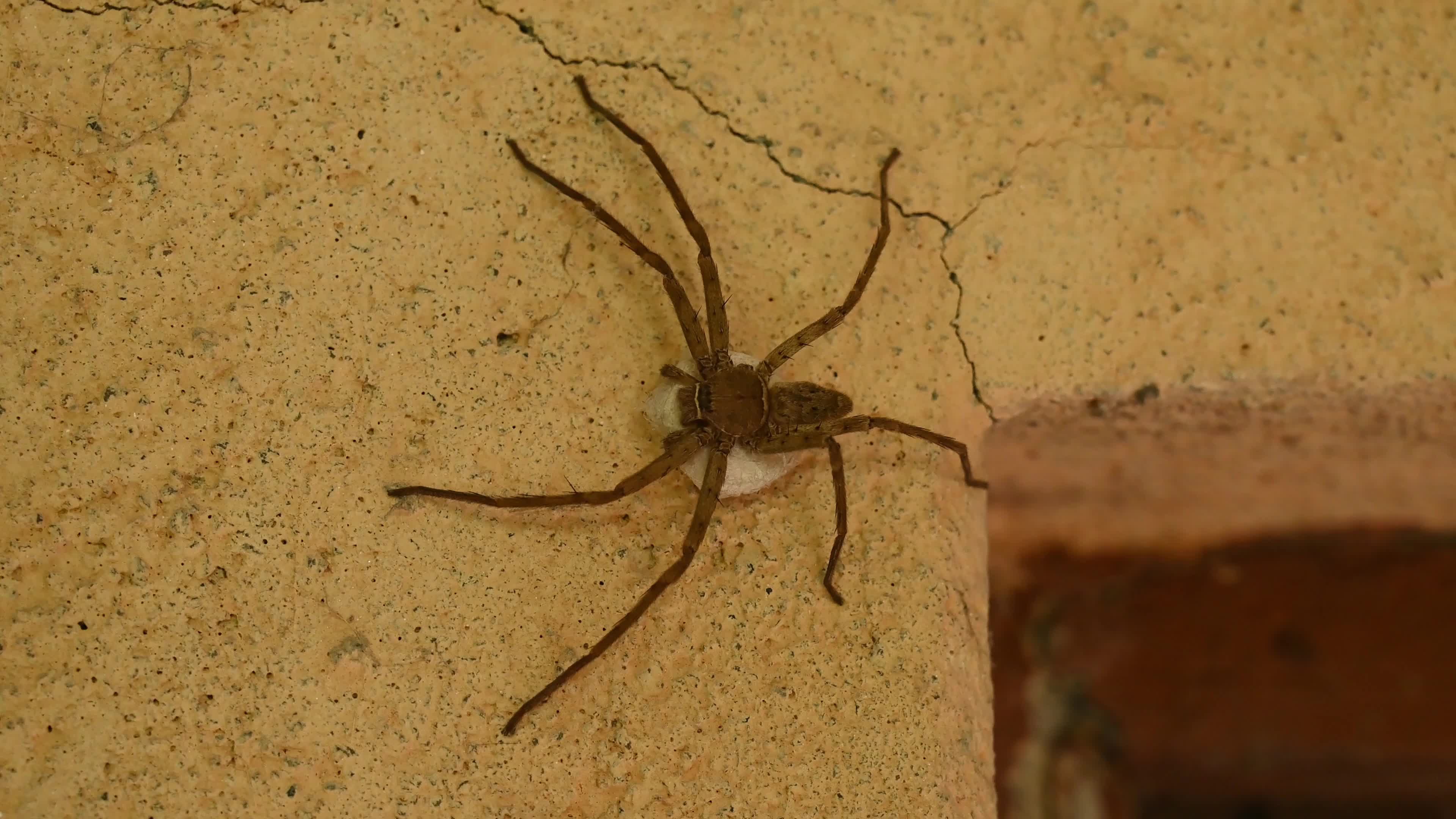 Female Heteropoda Venatoria protecting its Egg sac