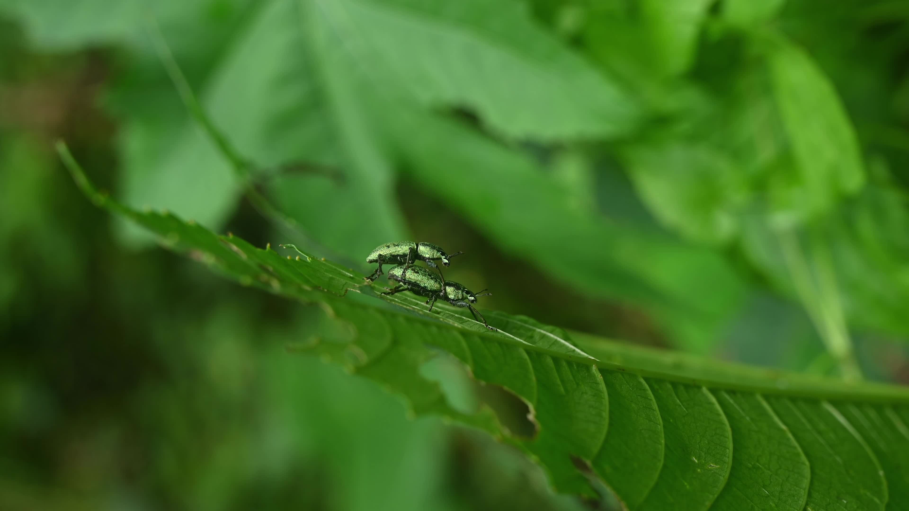 Green Immigrant Leaf Weevil - Polydrusus Formosus - Animal India