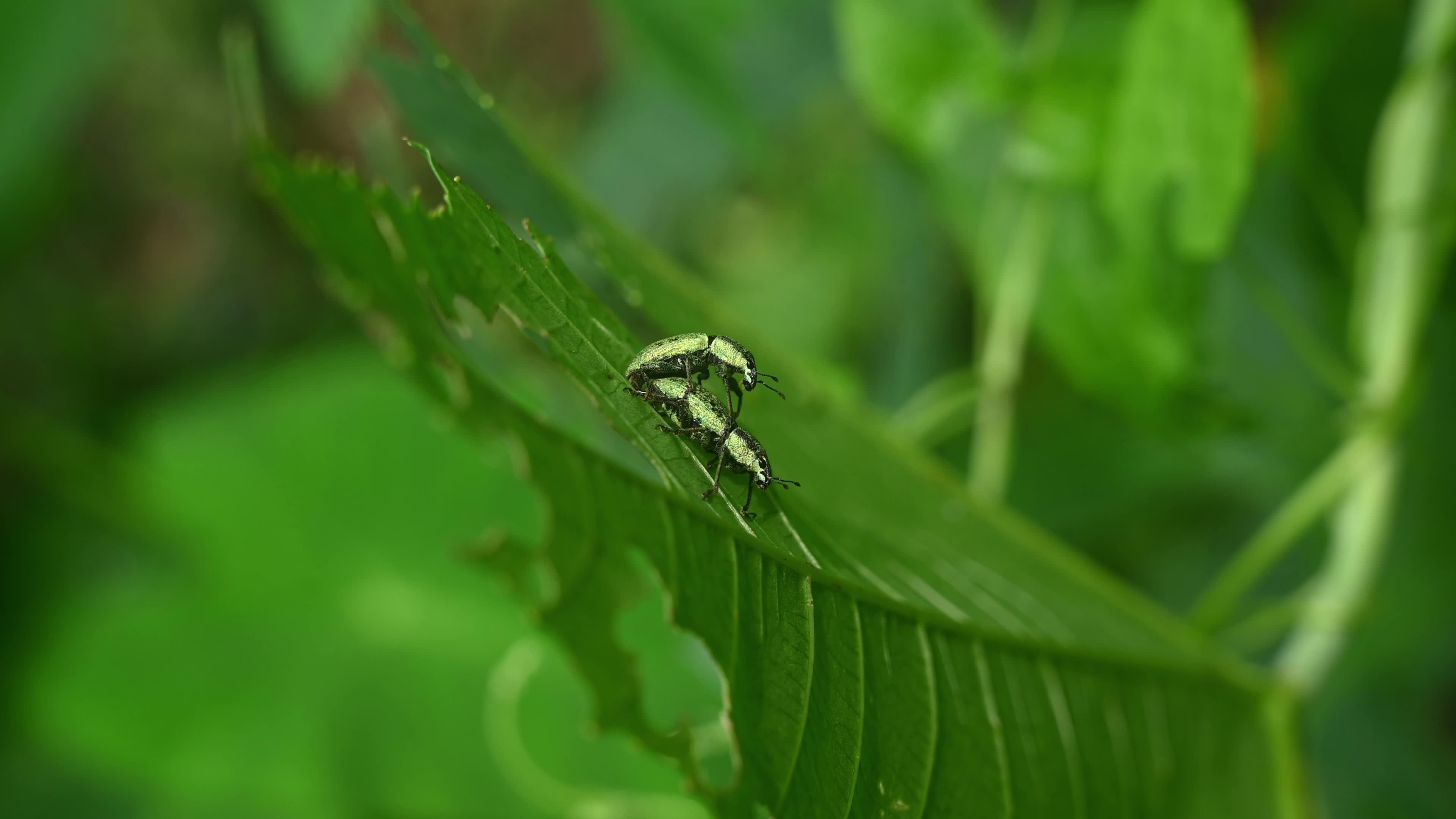 Green Immigrant Leaf Weevil - Polydrusus Formosus - Animal India