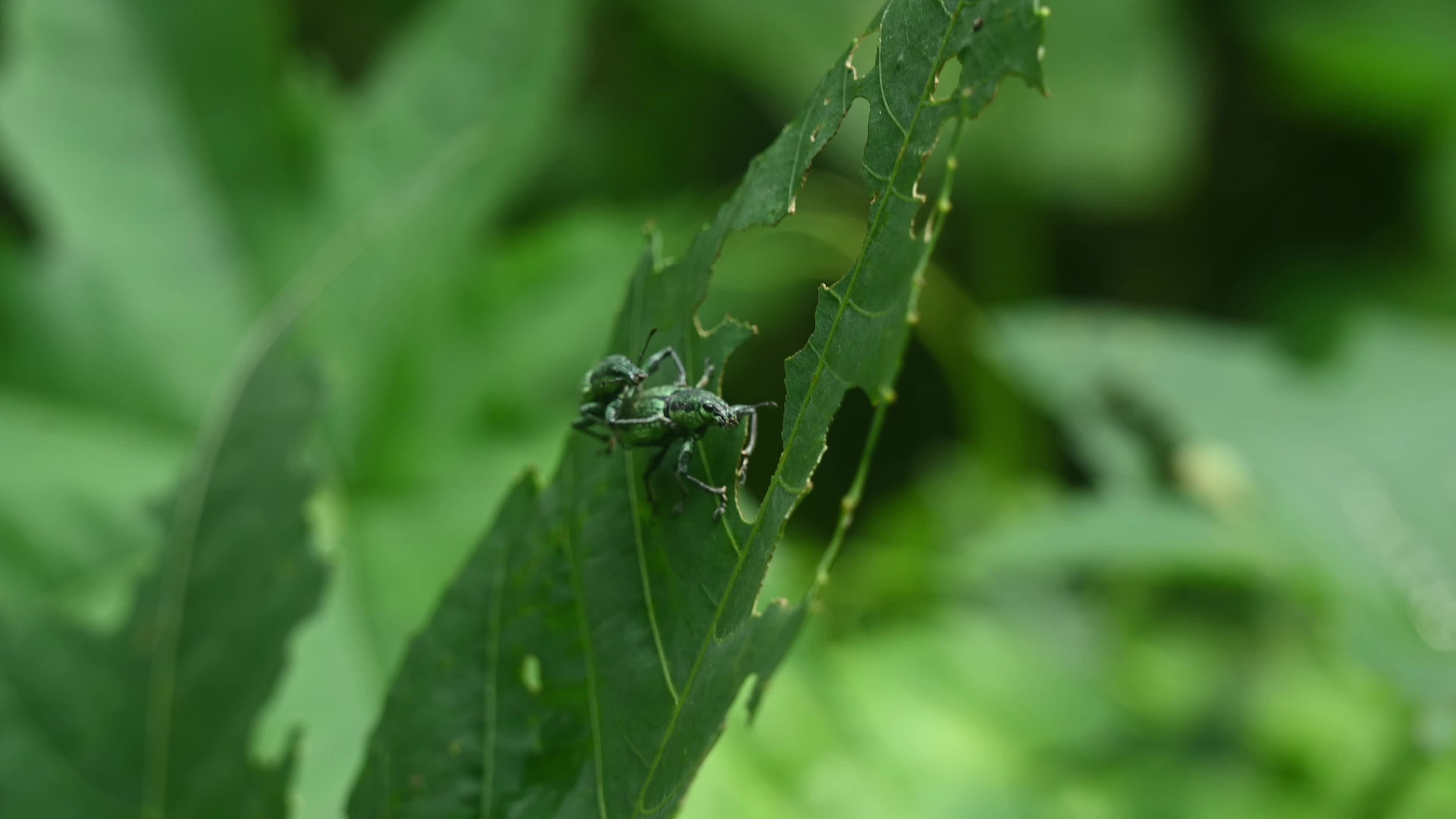 Green Immigrant Leaf Weevil - Polydrusus Formosus - Animal India