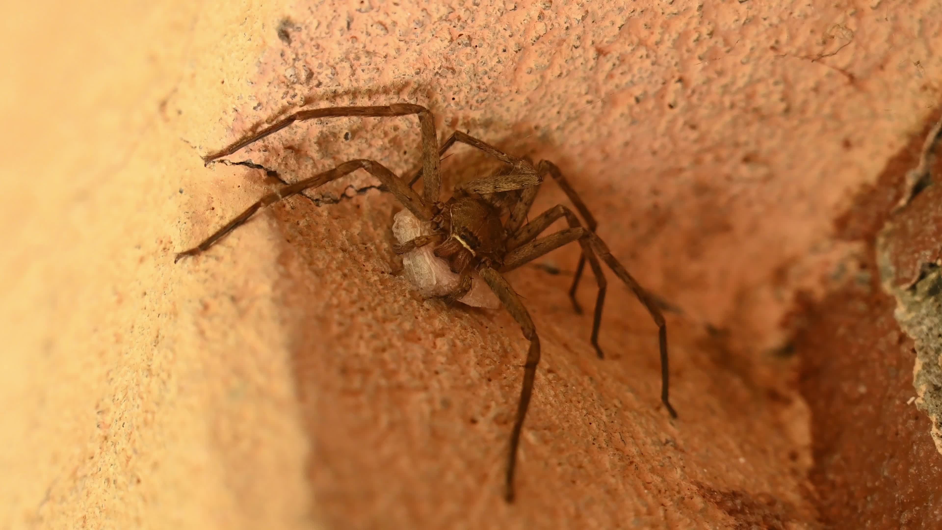Female Heteropoda Venatoria protecting its Egg sac