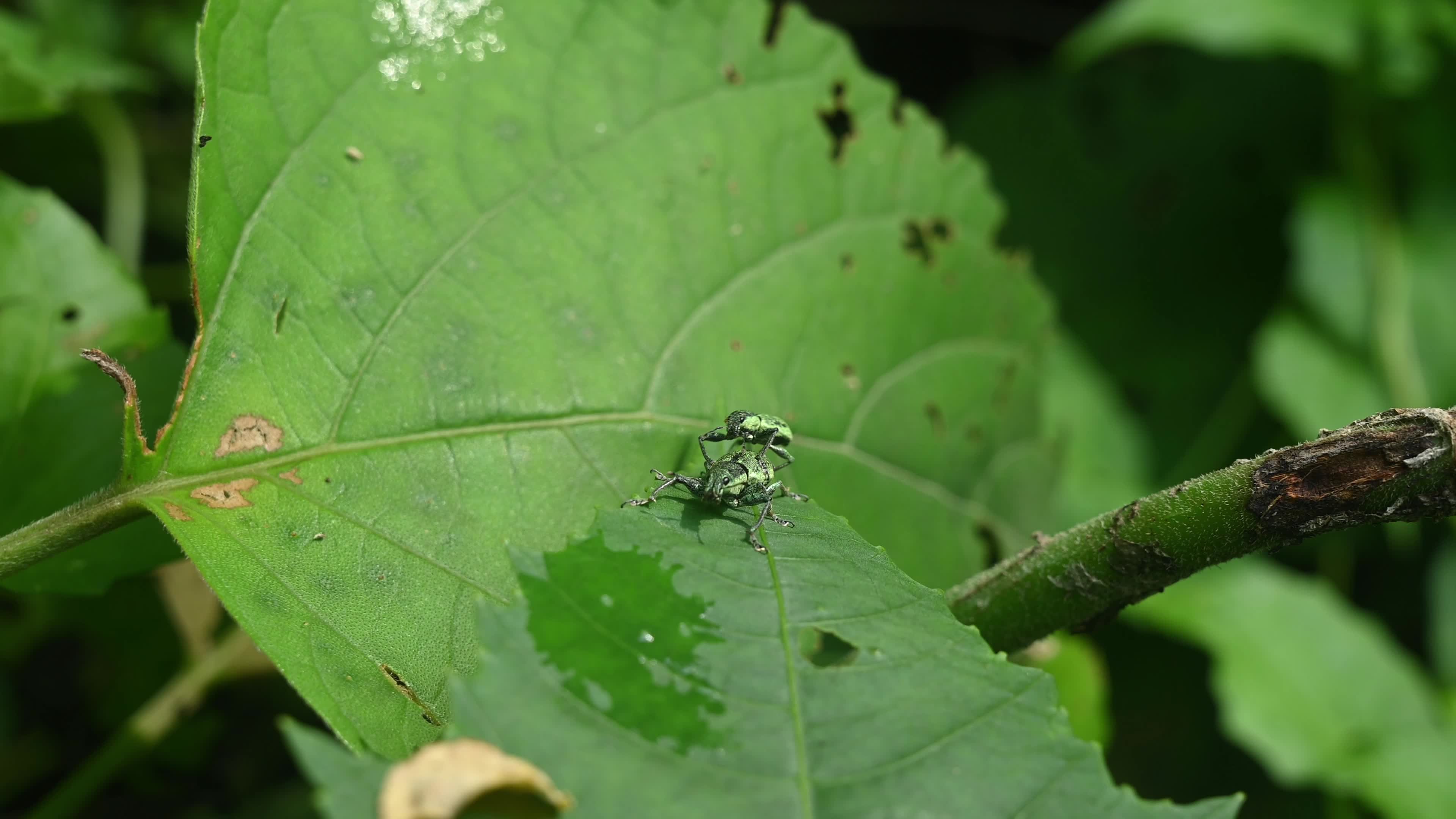 Green Immigrant Leaf Weevil - Polydrusus Formosus - Animal India