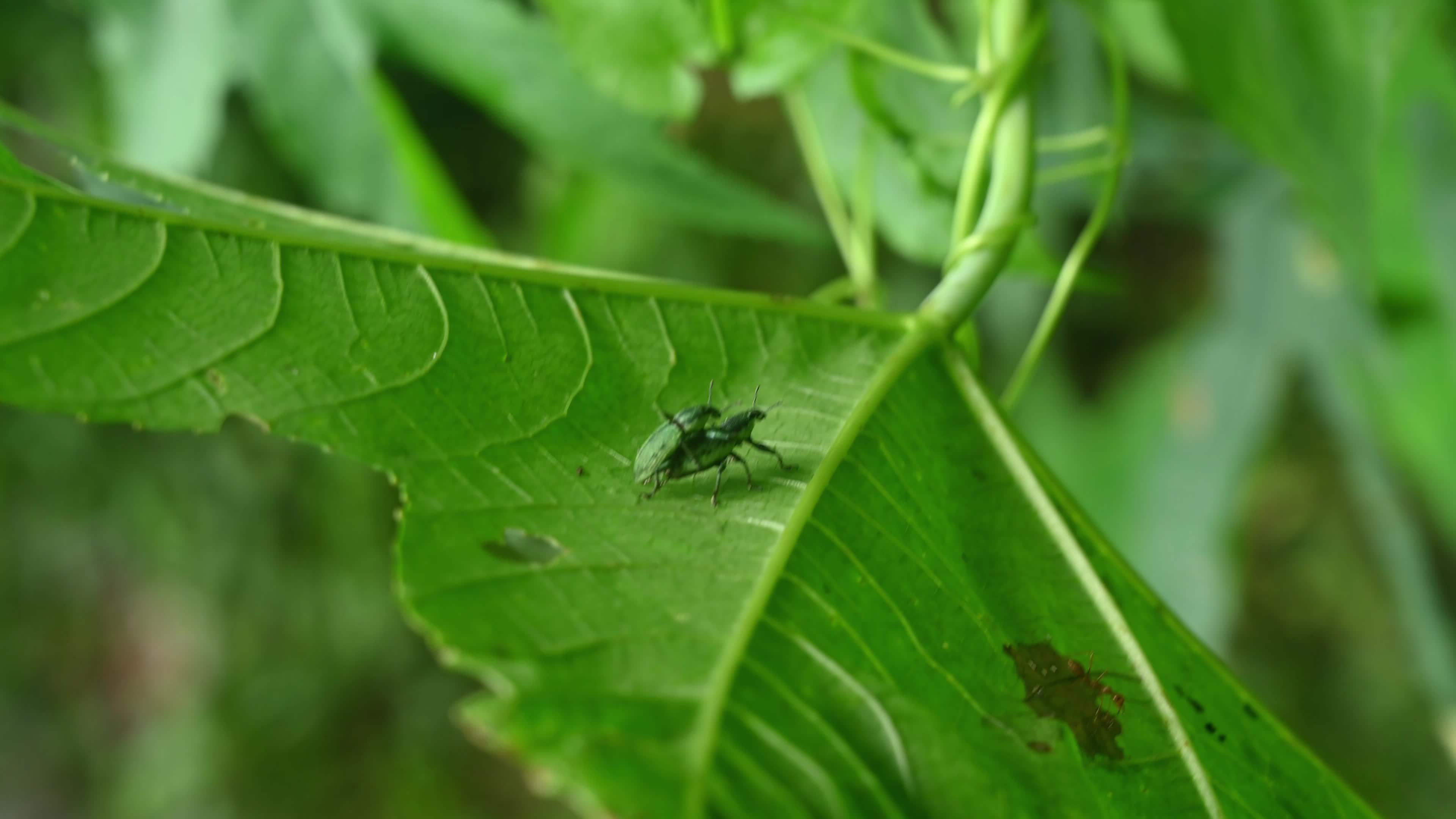 Green Immigrant Leaf Weevil - Polydrusus Formosus - Animal India