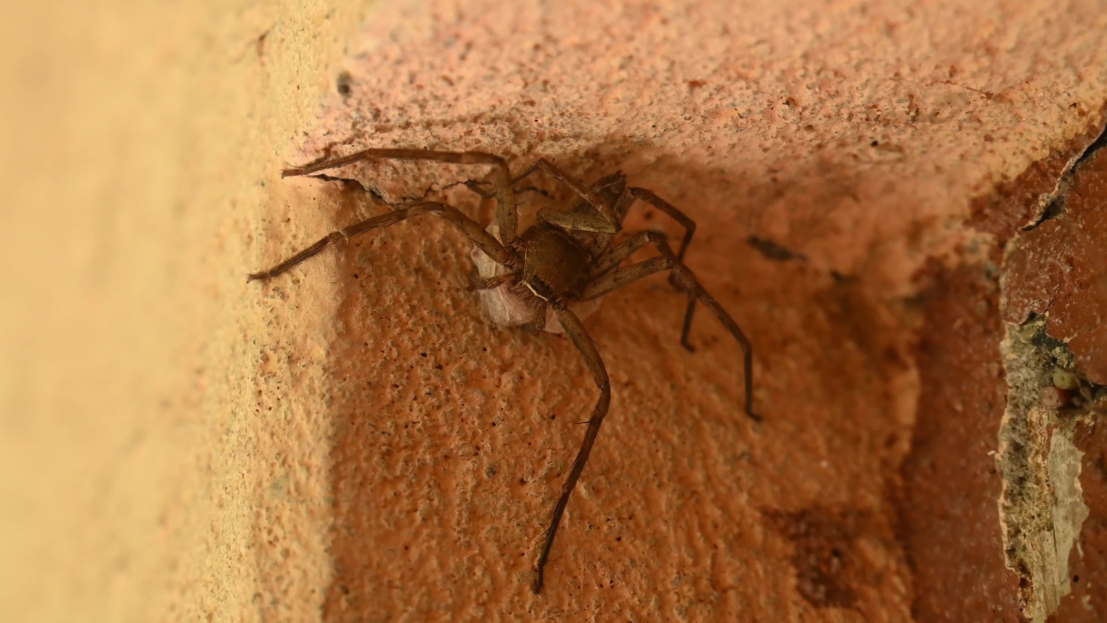 Female Heteropoda Venatoria protecting its Egg sac