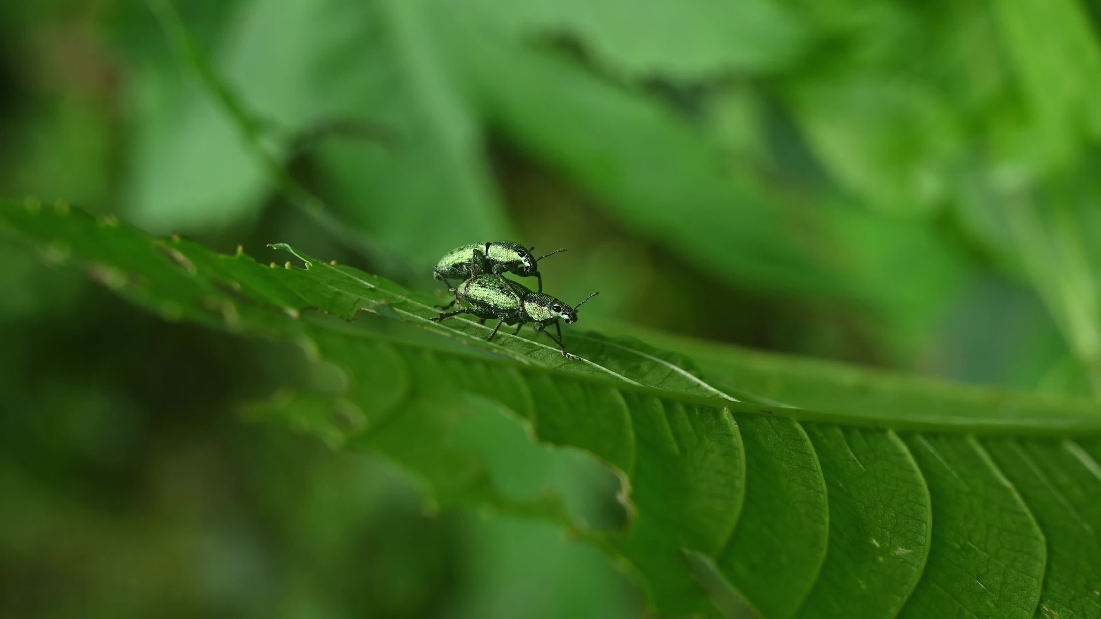 Green Immigrant Leaf Weevil - Polydrusus Formosus - Animal India