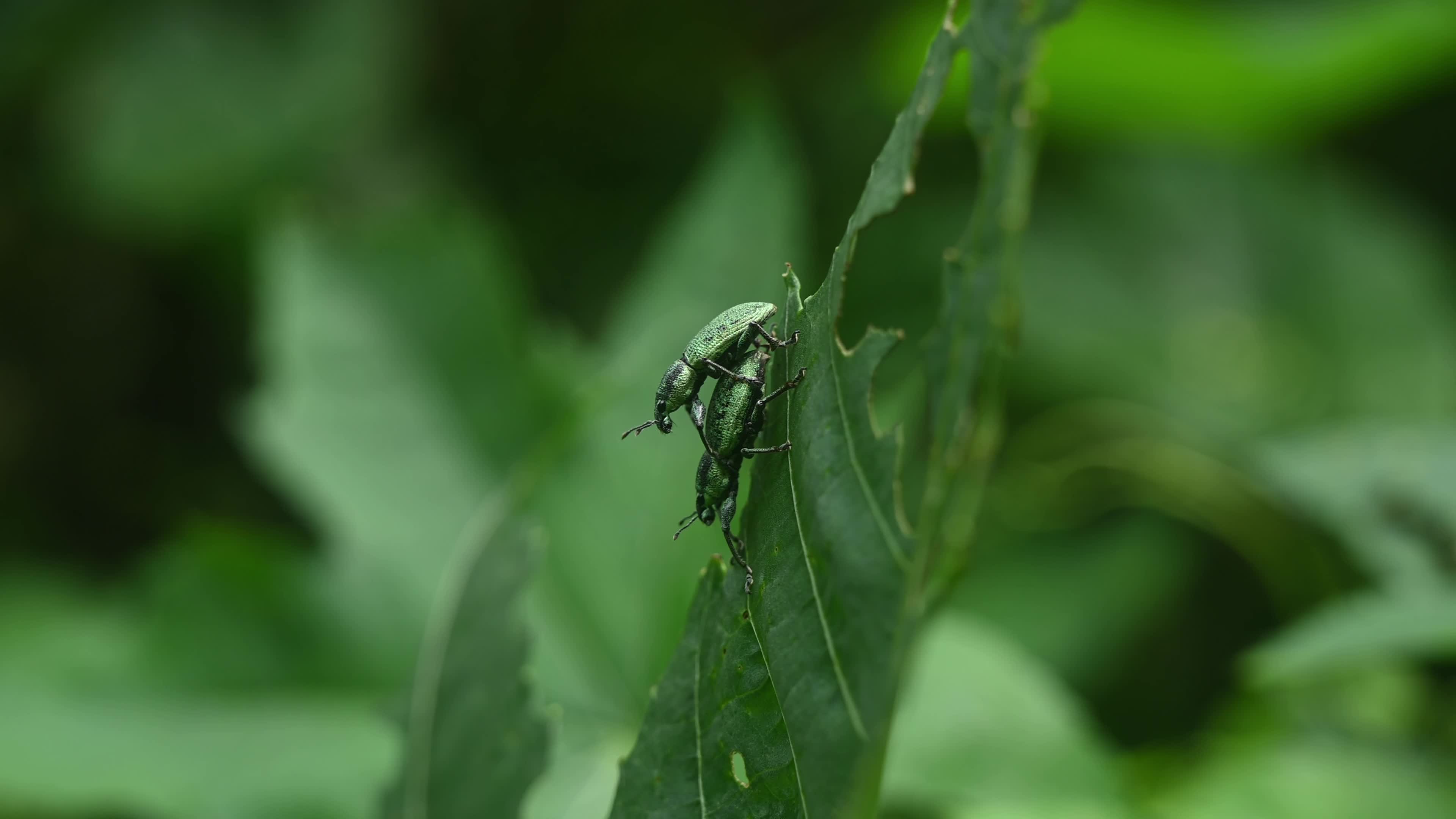 Green Immigrant Leaf Weevil - Polydrusus Formosus - Animal India