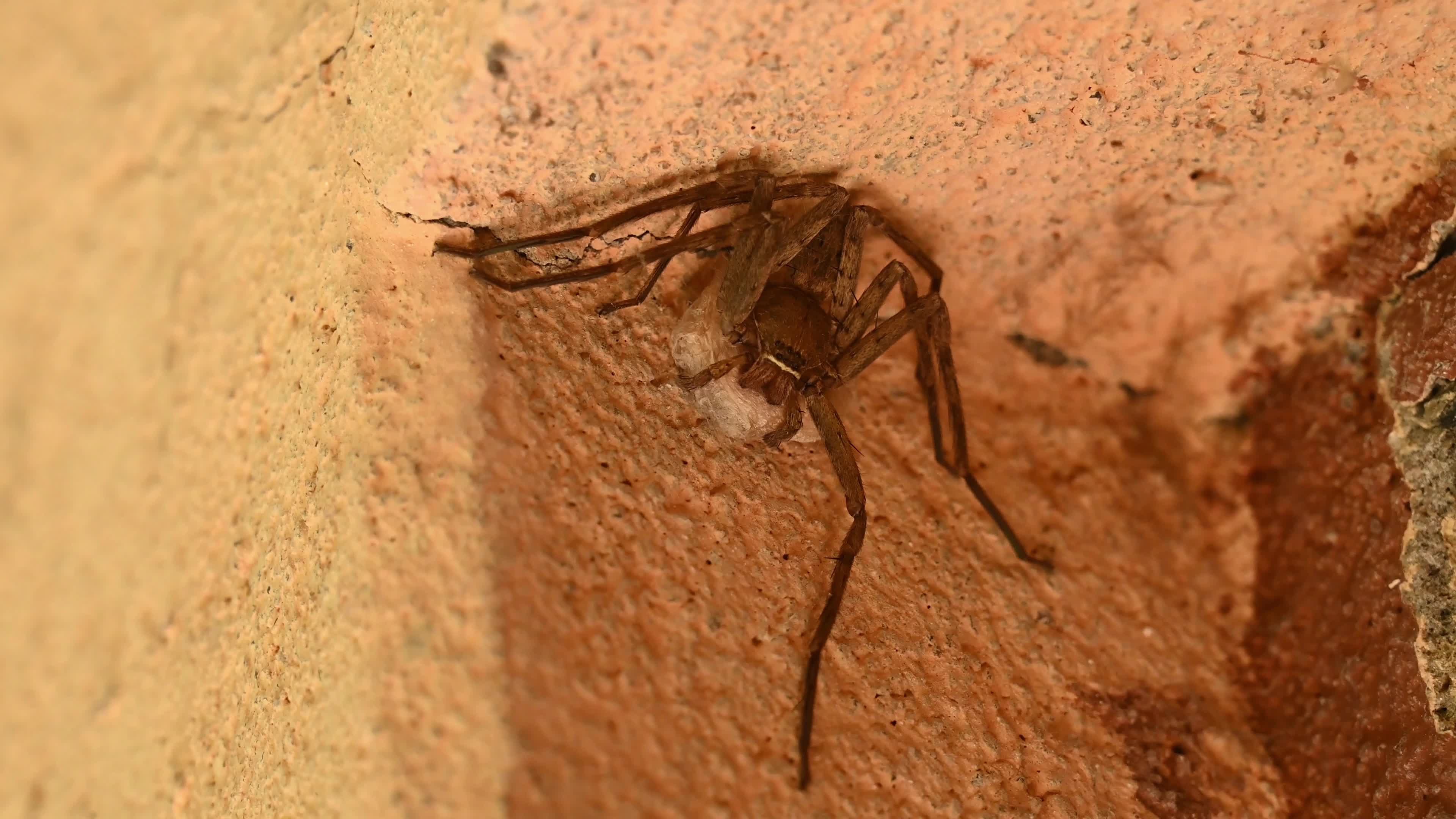 Female Heteropoda Venatoria protecting its Egg sac