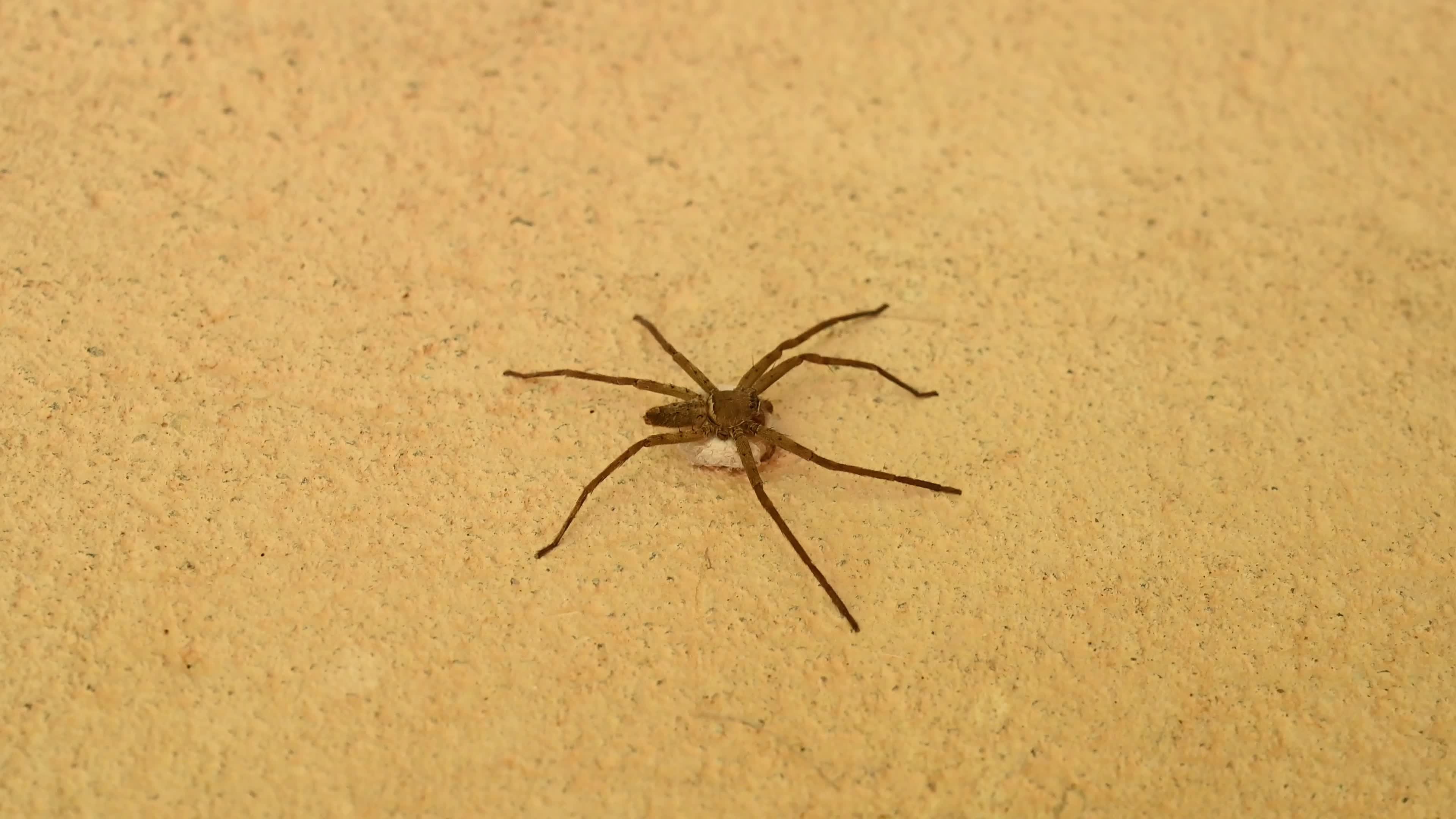 Female Heteropoda Venatoria protecting its Egg sac