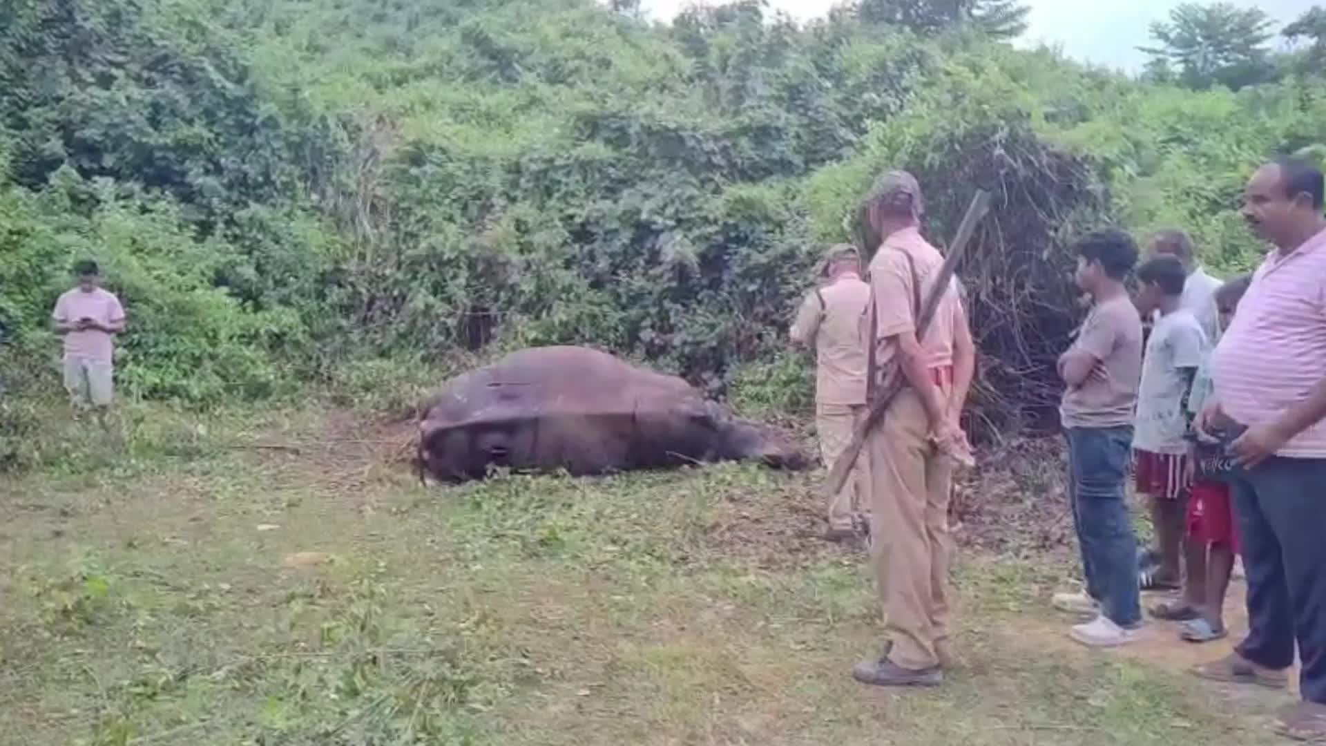 Rhino Carcass Found in India 