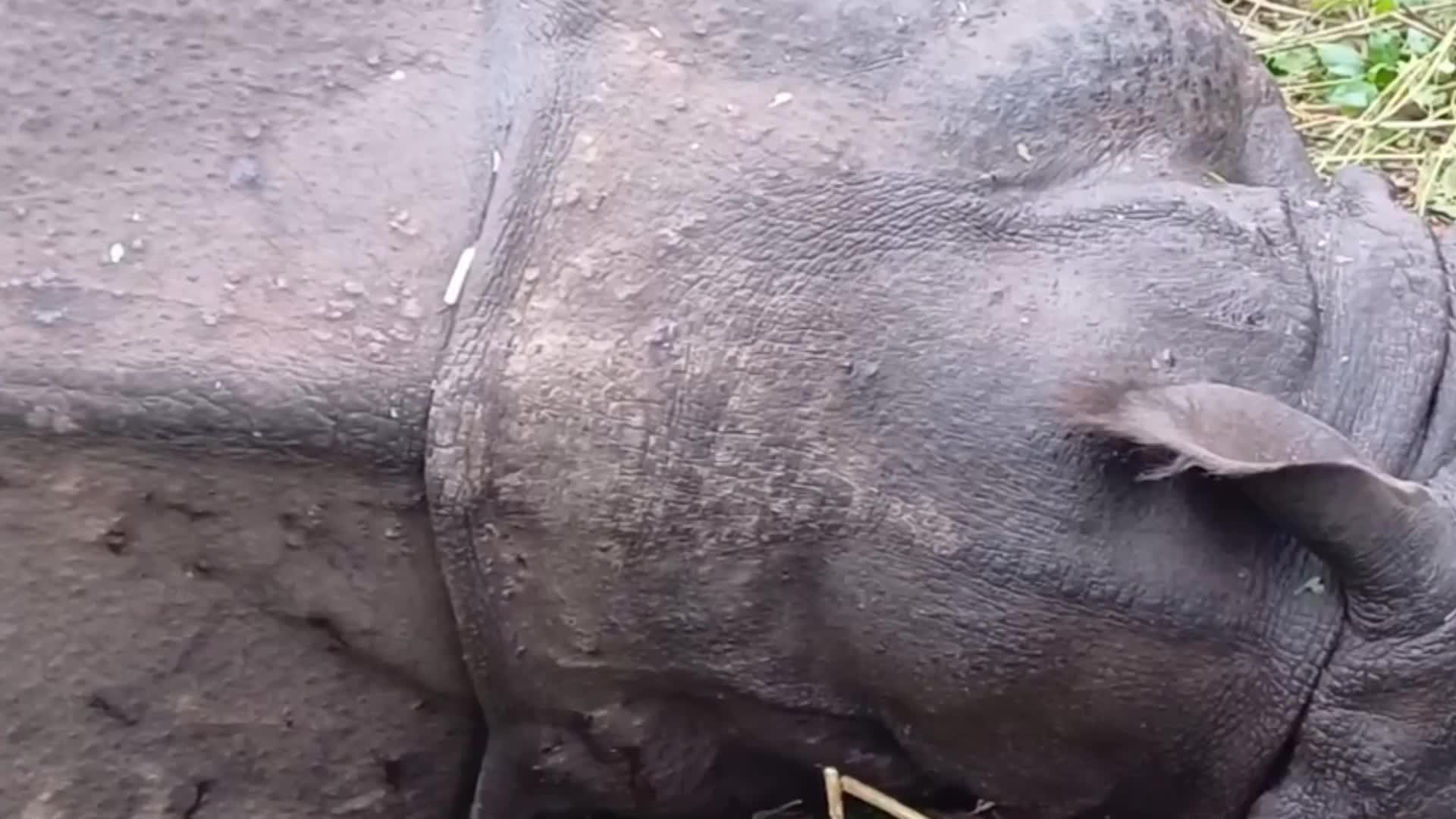 Rhino Carcass Found in India 