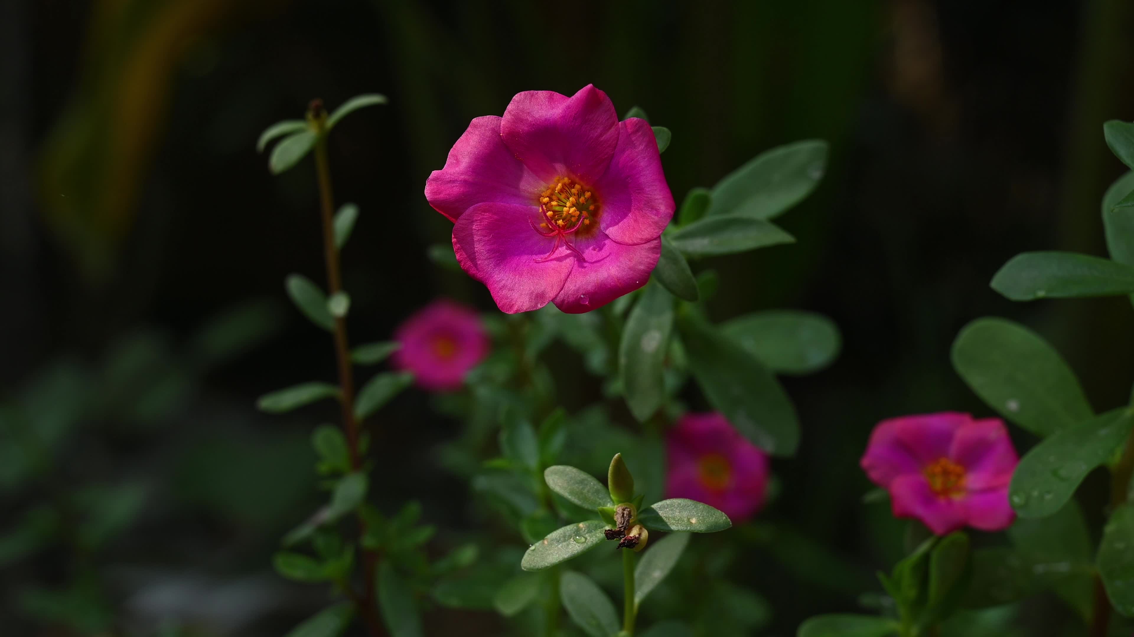 Portulaca flowering plants - Portulacaceae 