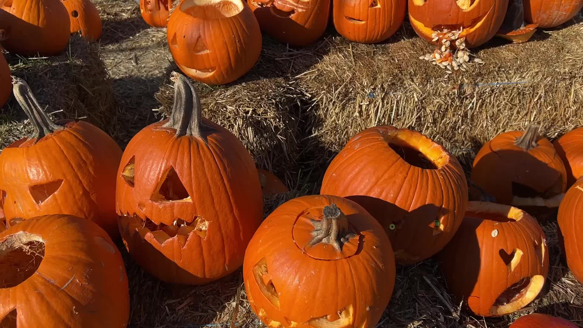 Pumpkinville fall fair in Toronto