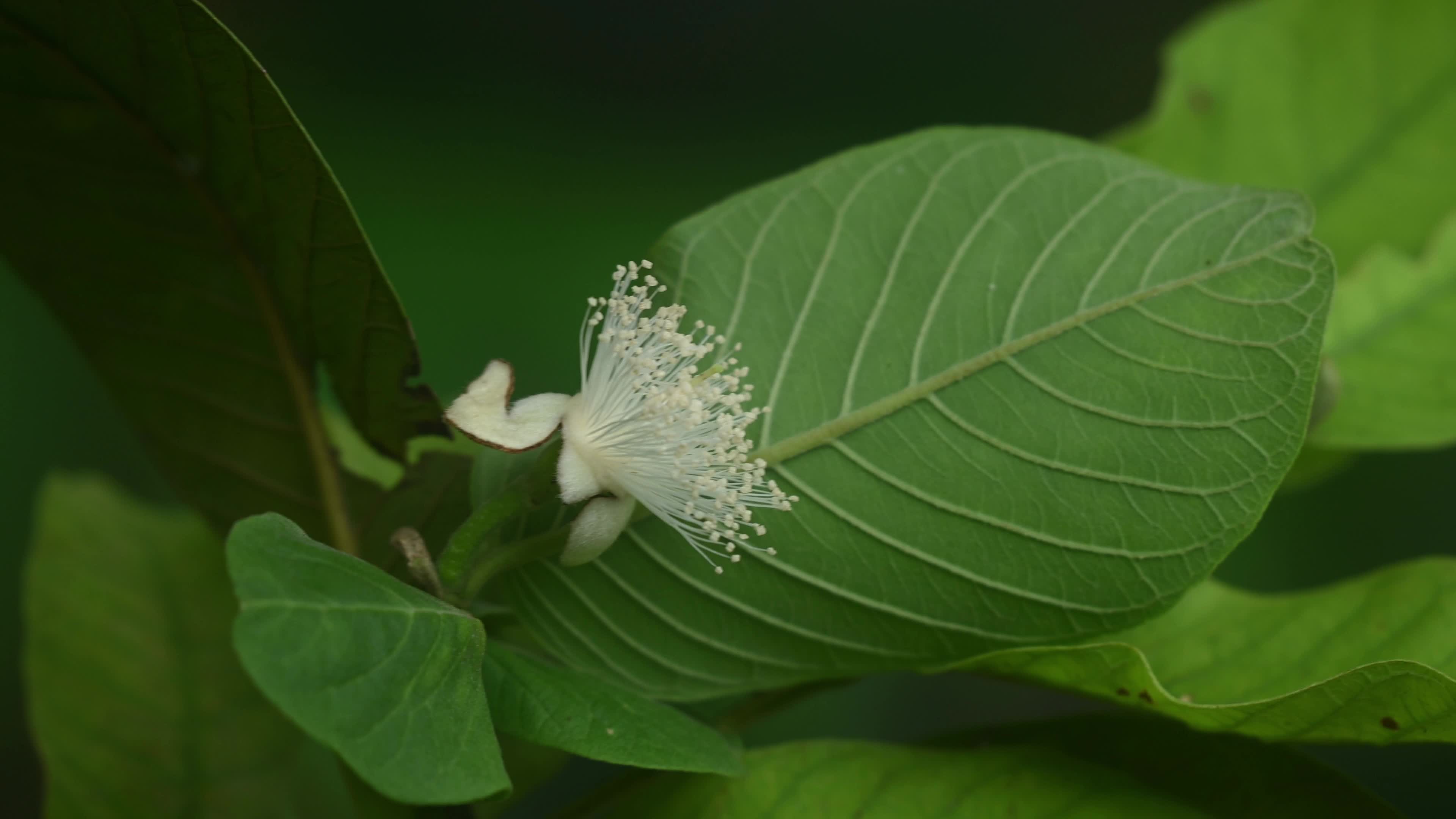 Psidium Guajava - Guava Cultivation - Agriculture India
