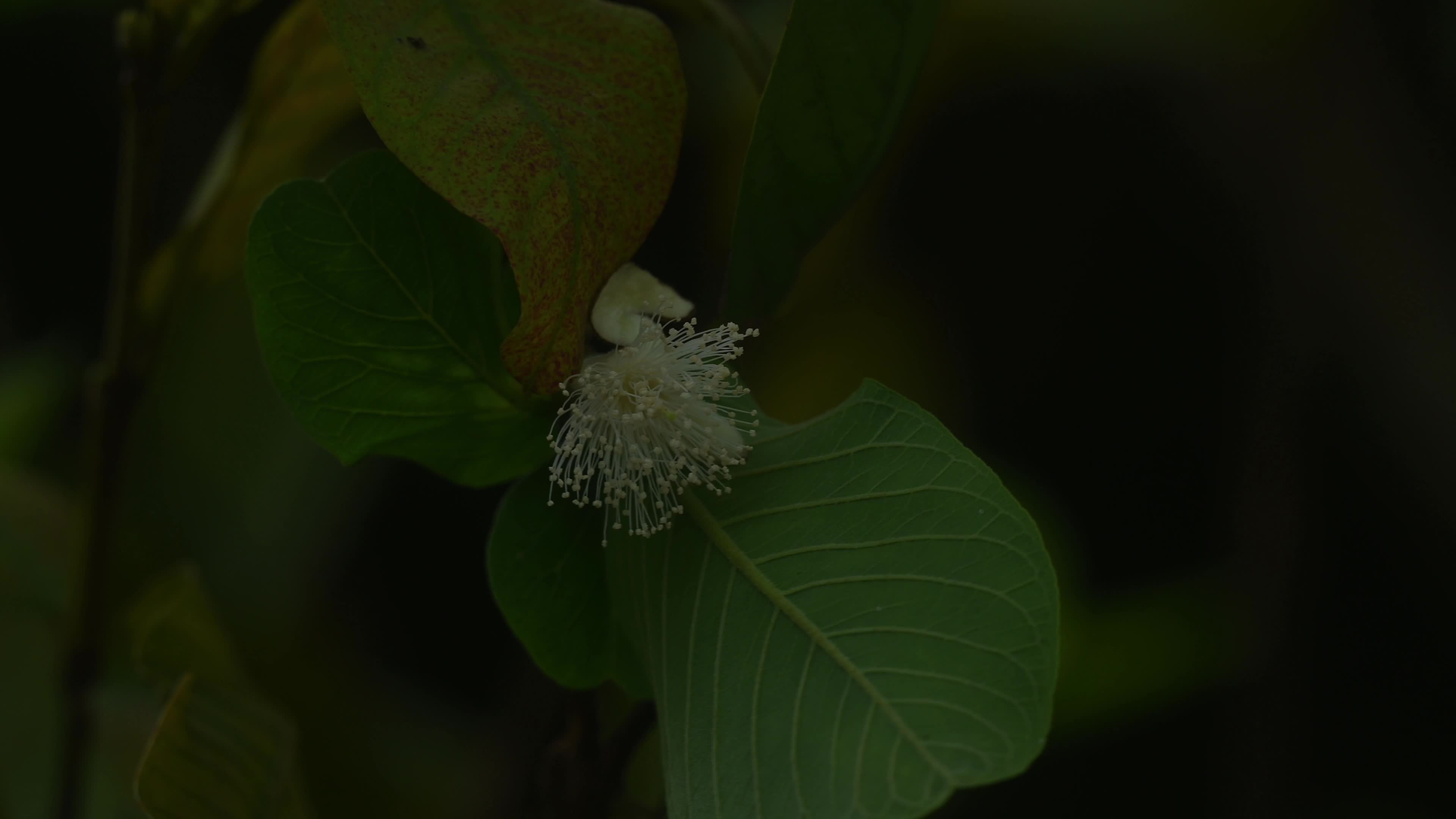 Psidium Guajava - Guava Cultivation - Agriculture India