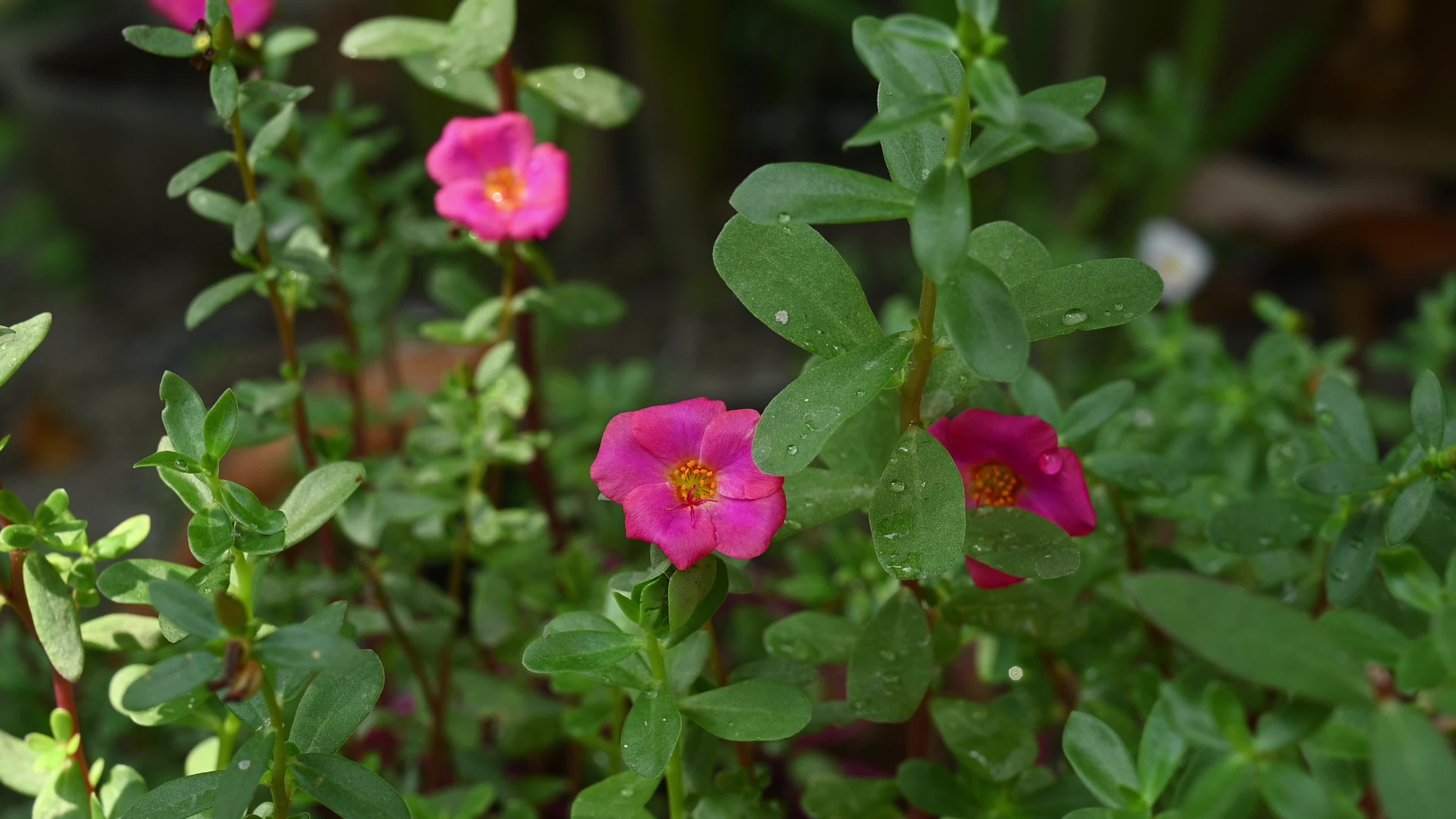 Portulaca flowering plants - Portulacaceae 