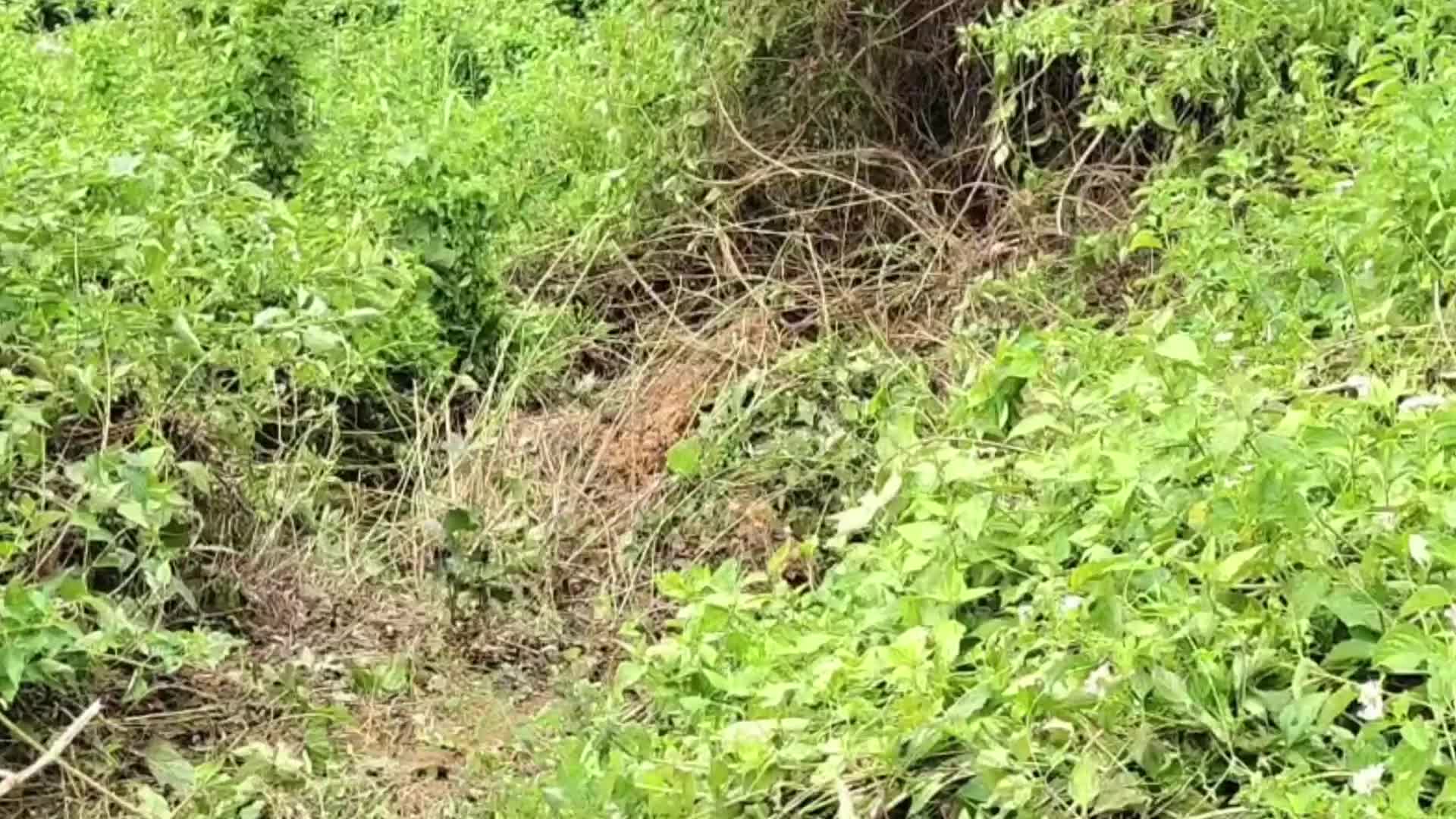 Rhino Carcass Found in India 