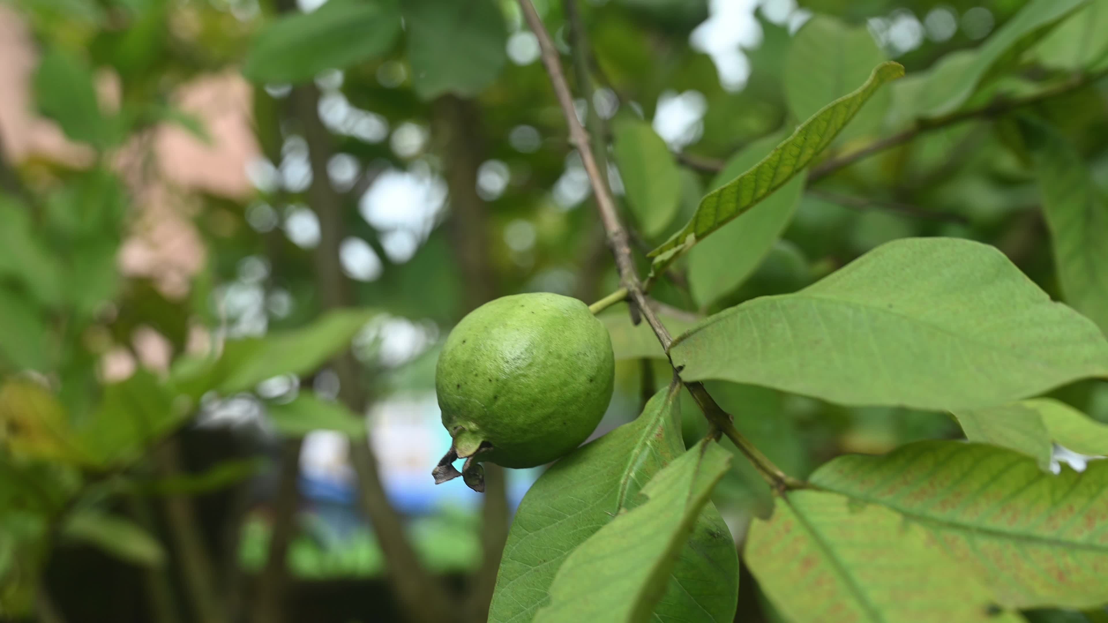 Psidium Guajava - Guava Cultivation - Agriculture India