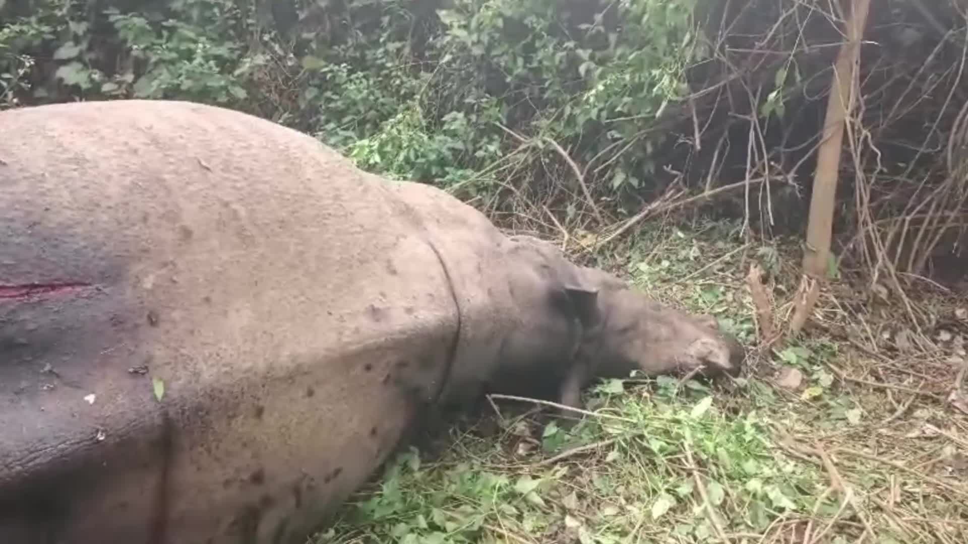 Rhino Carcass Found in India 