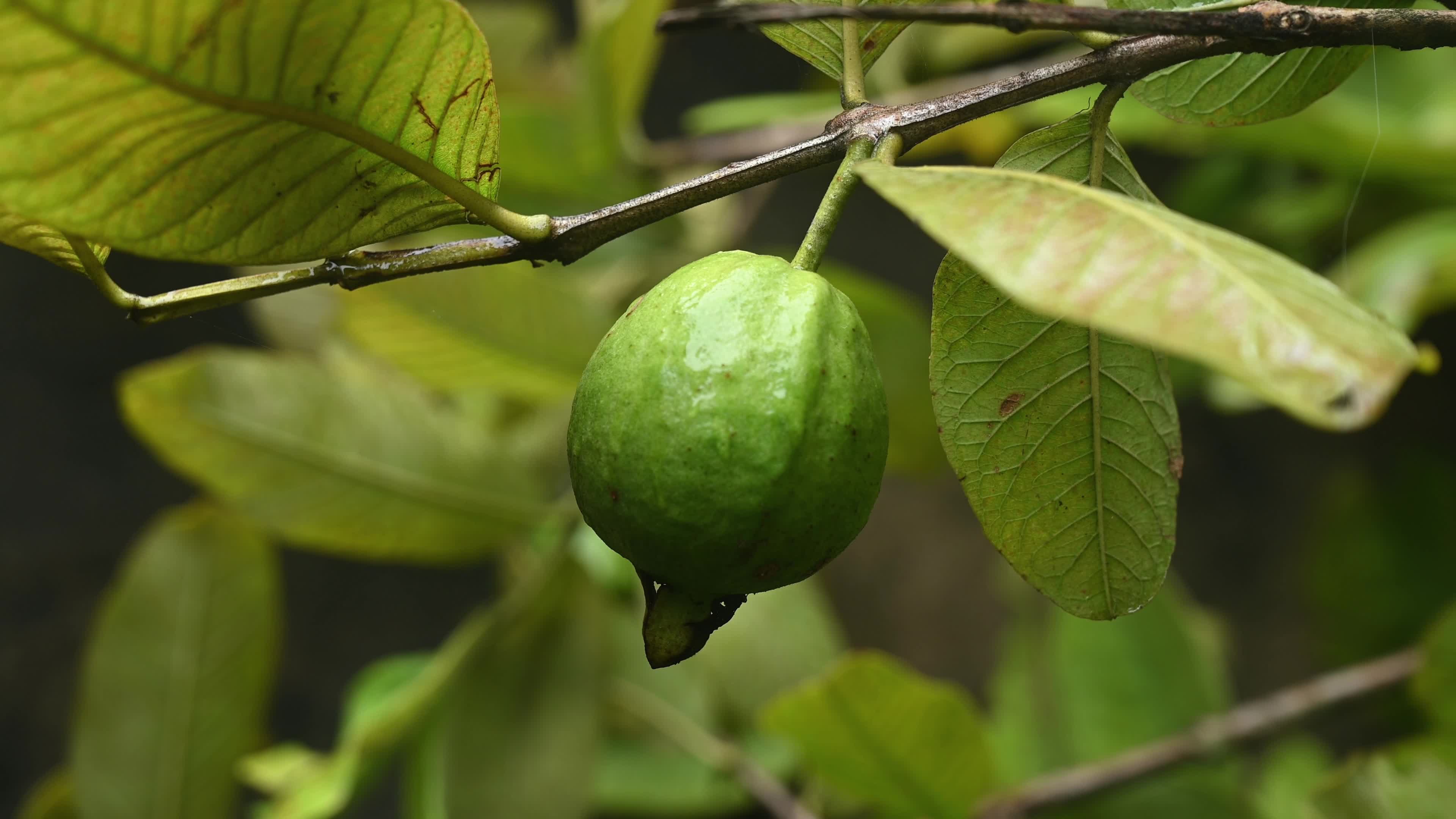 Psidium Guajava - Guava Cultivation - Agriculture India