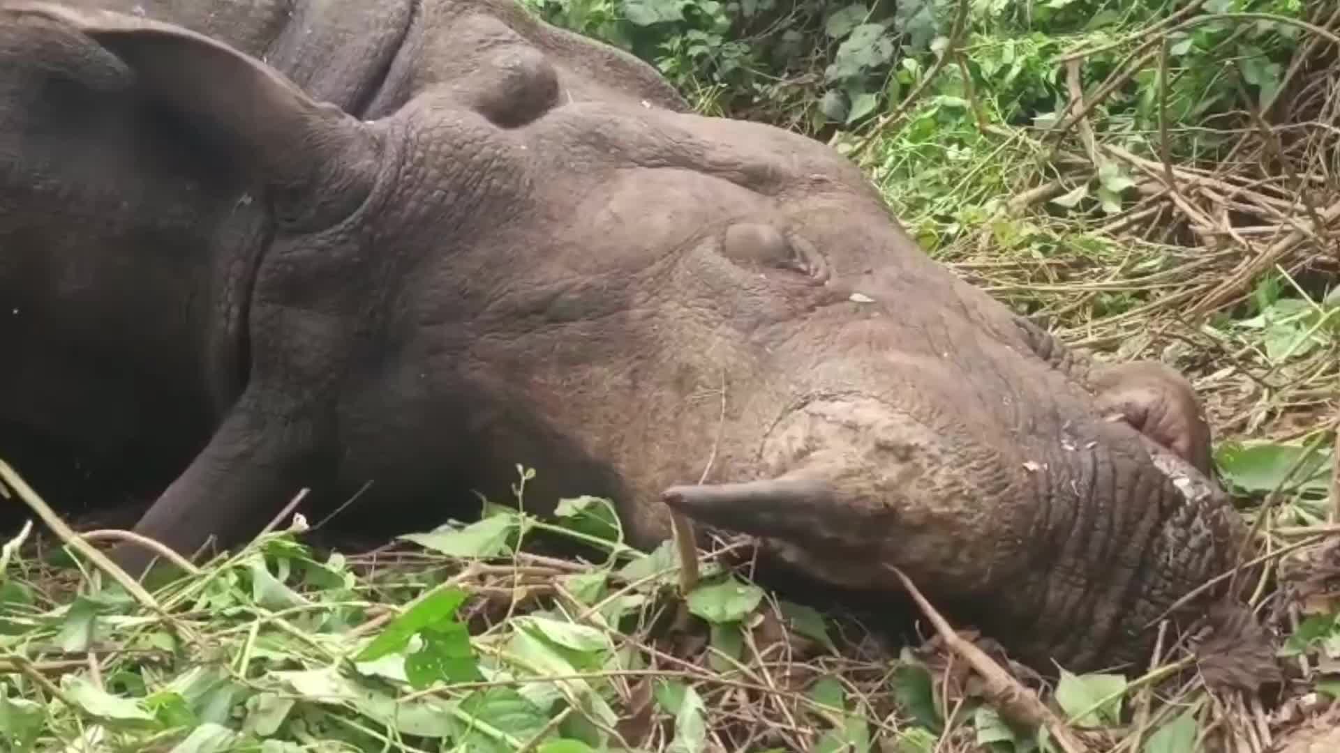 Rhino Carcass Found in India 