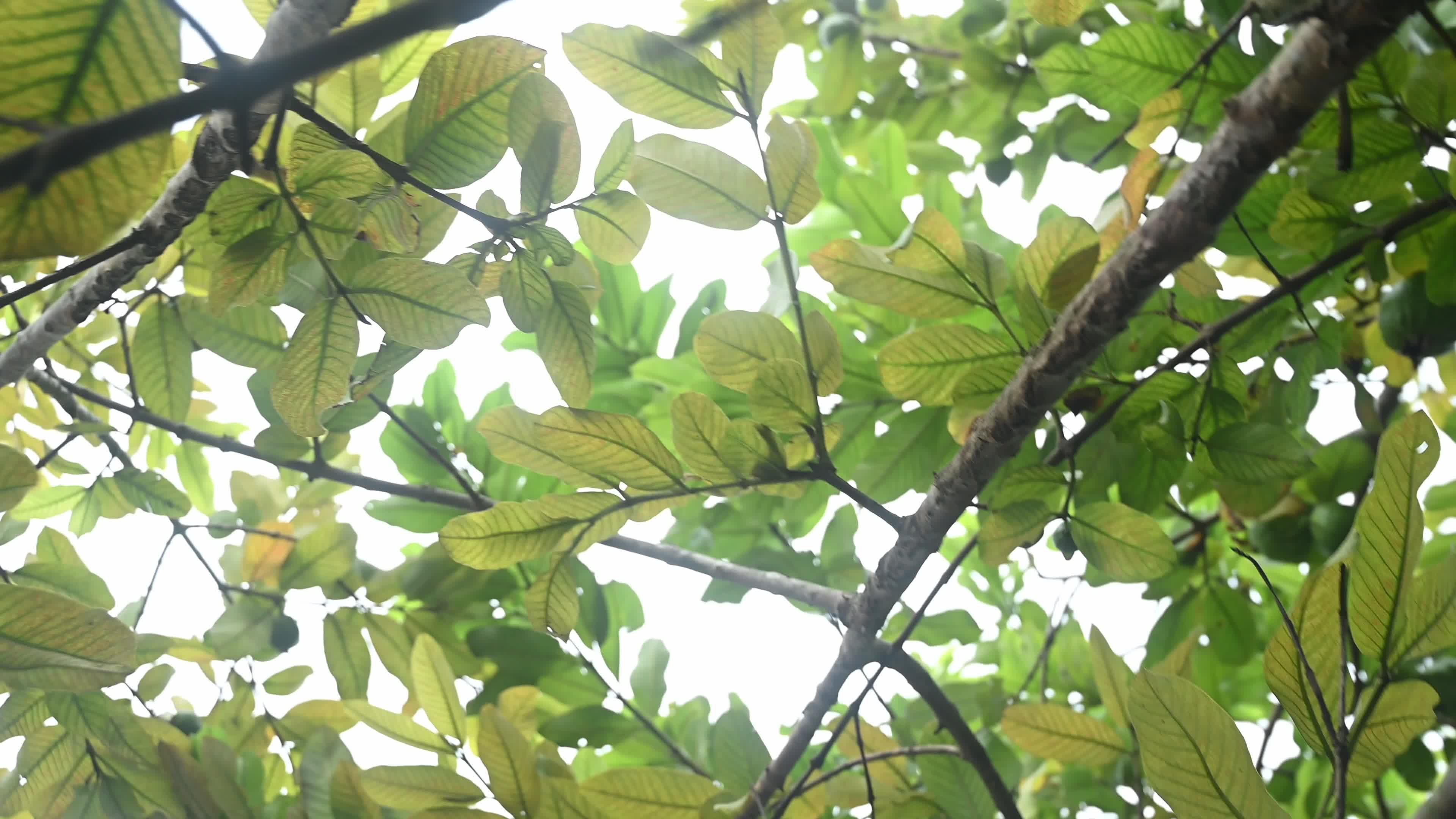 Psidium Guajava - Guava Cultivation - Agriculture India