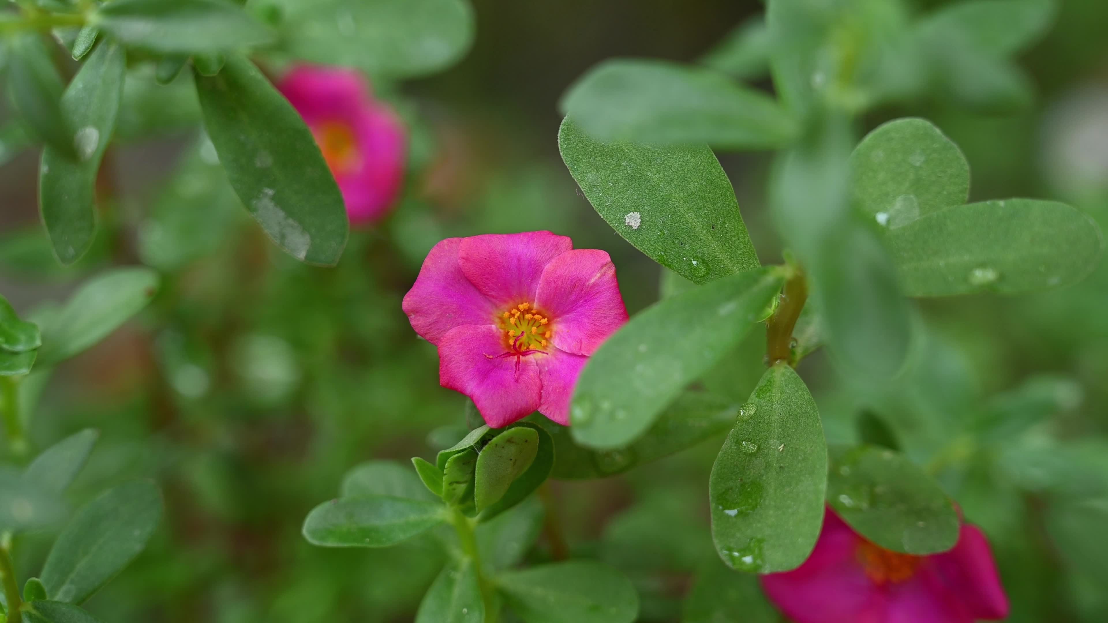 Portulaca flowering plants - Portulacaceae 