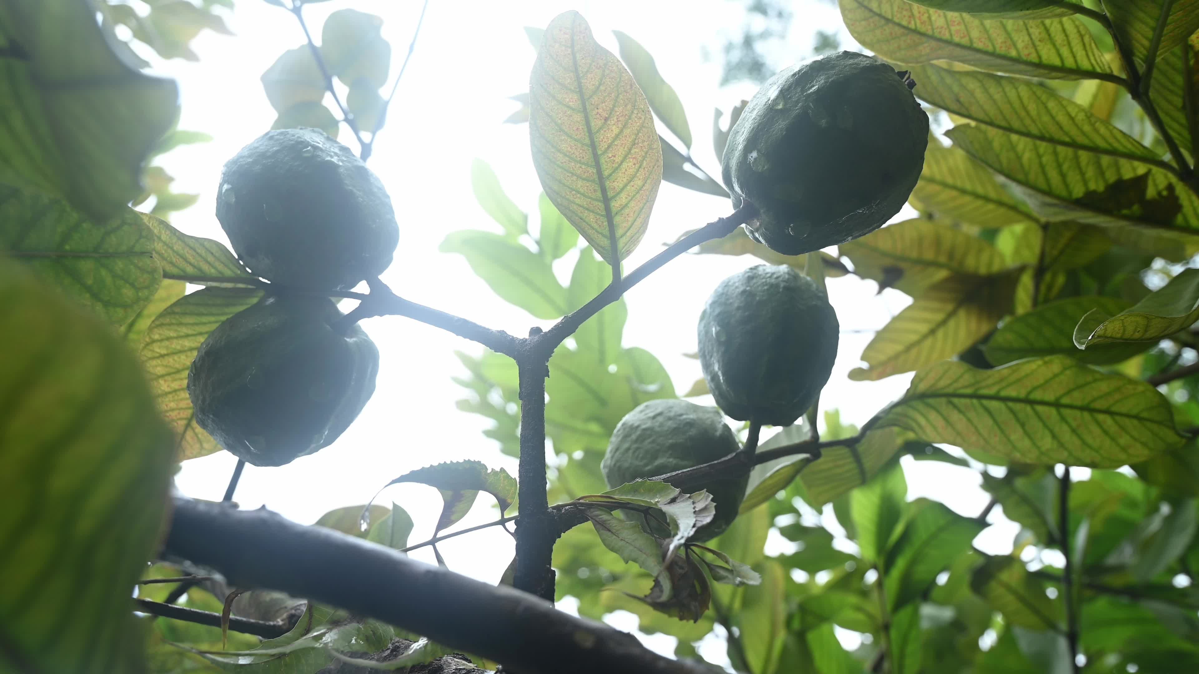 Psidium Guajava - Guava Cultivation - Agriculture India