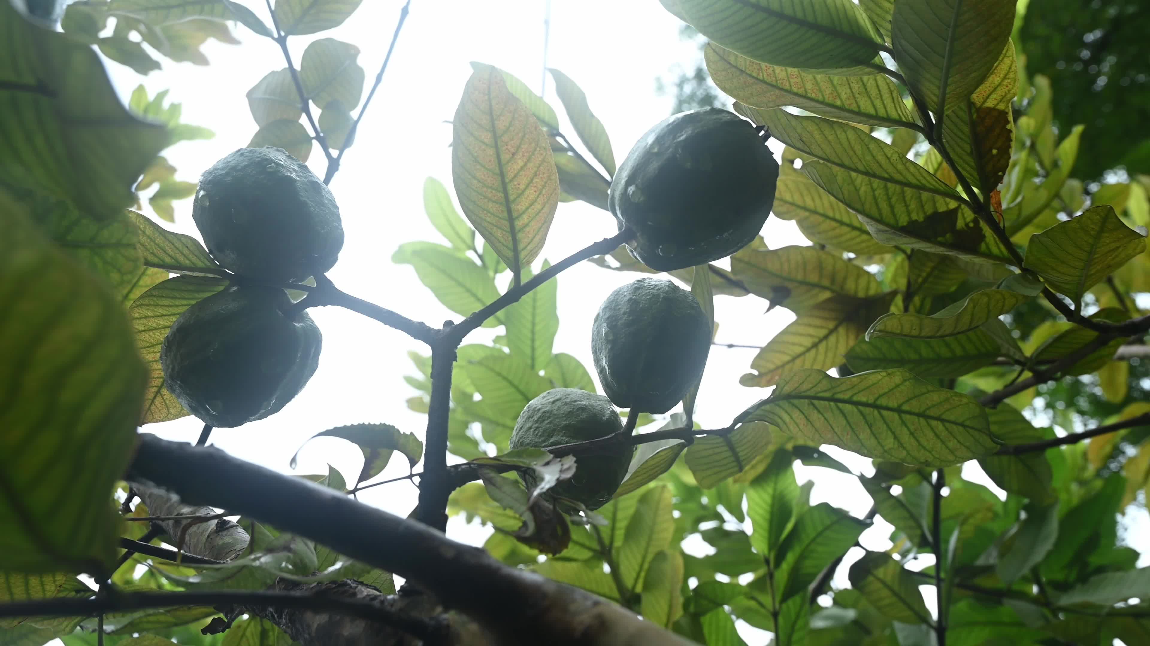 Psidium Guajava - Guava Cultivation - Agriculture India