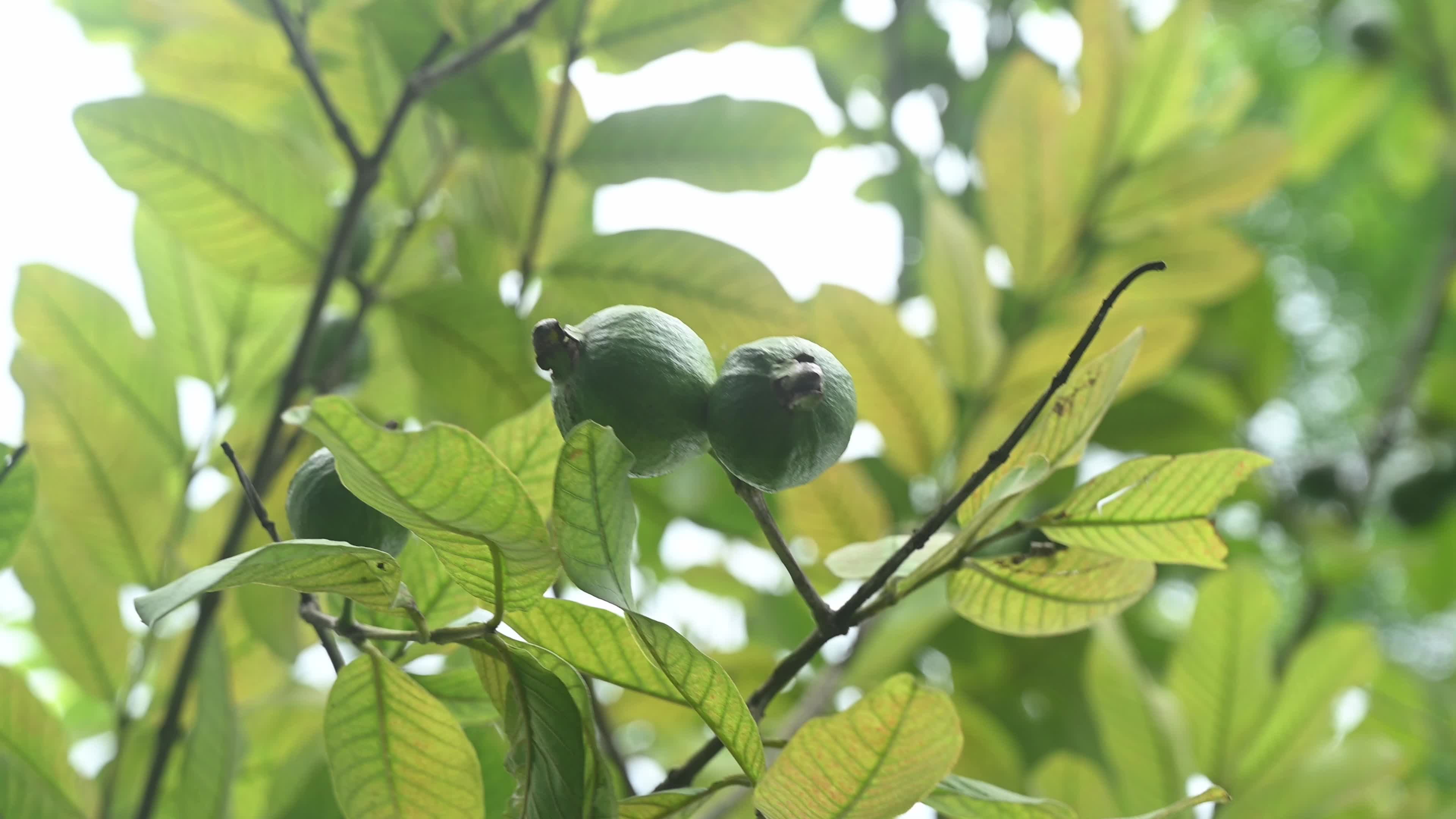 Psidium Guajava - Guava Cultivation - Agriculture India