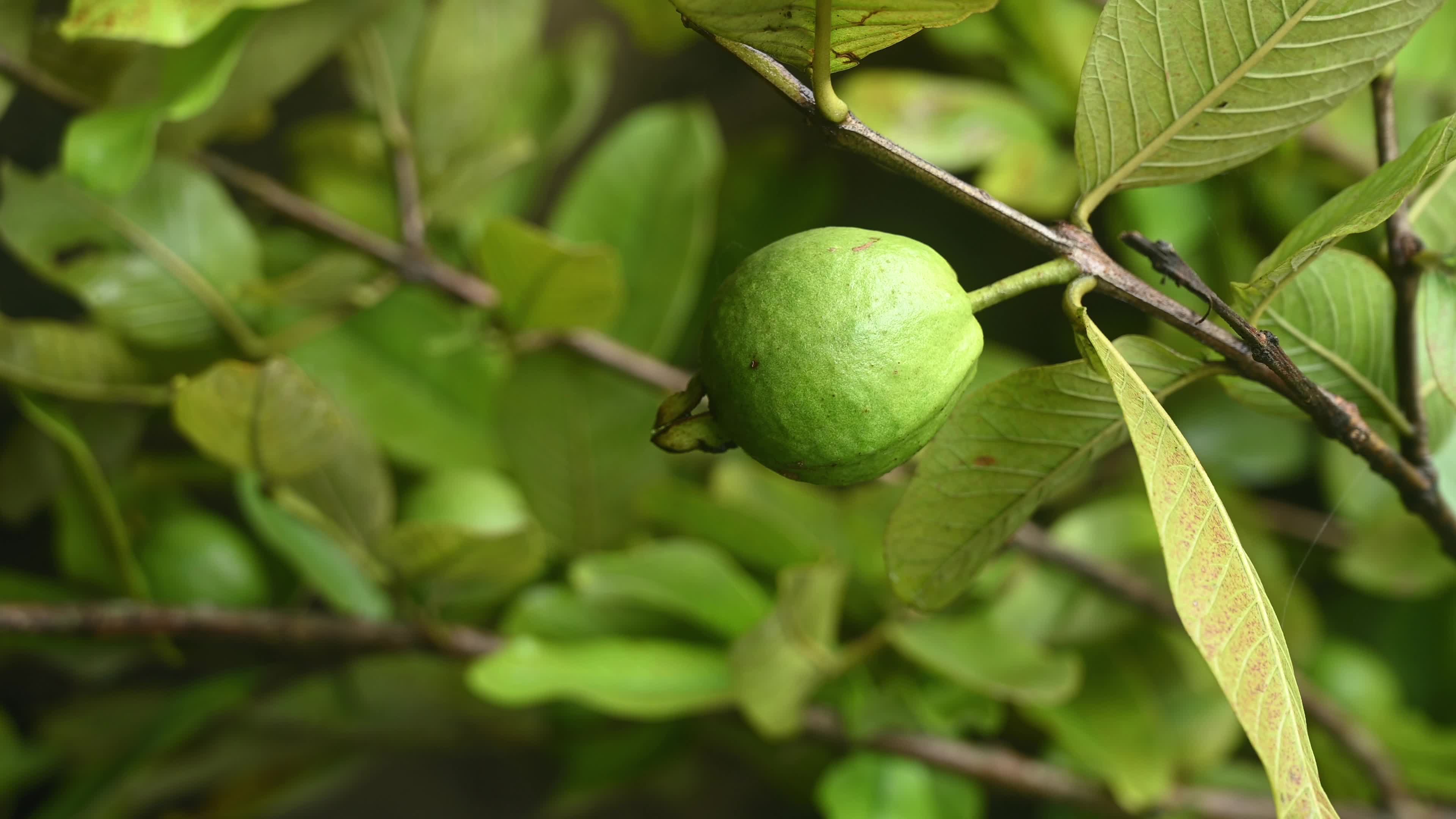 Psidium Guajava - Guava Cultivation - Agriculture India