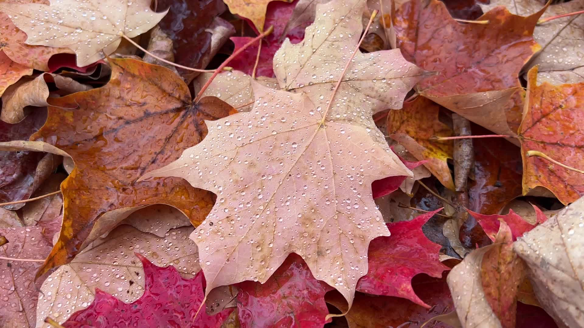Autumn leaves in Canada