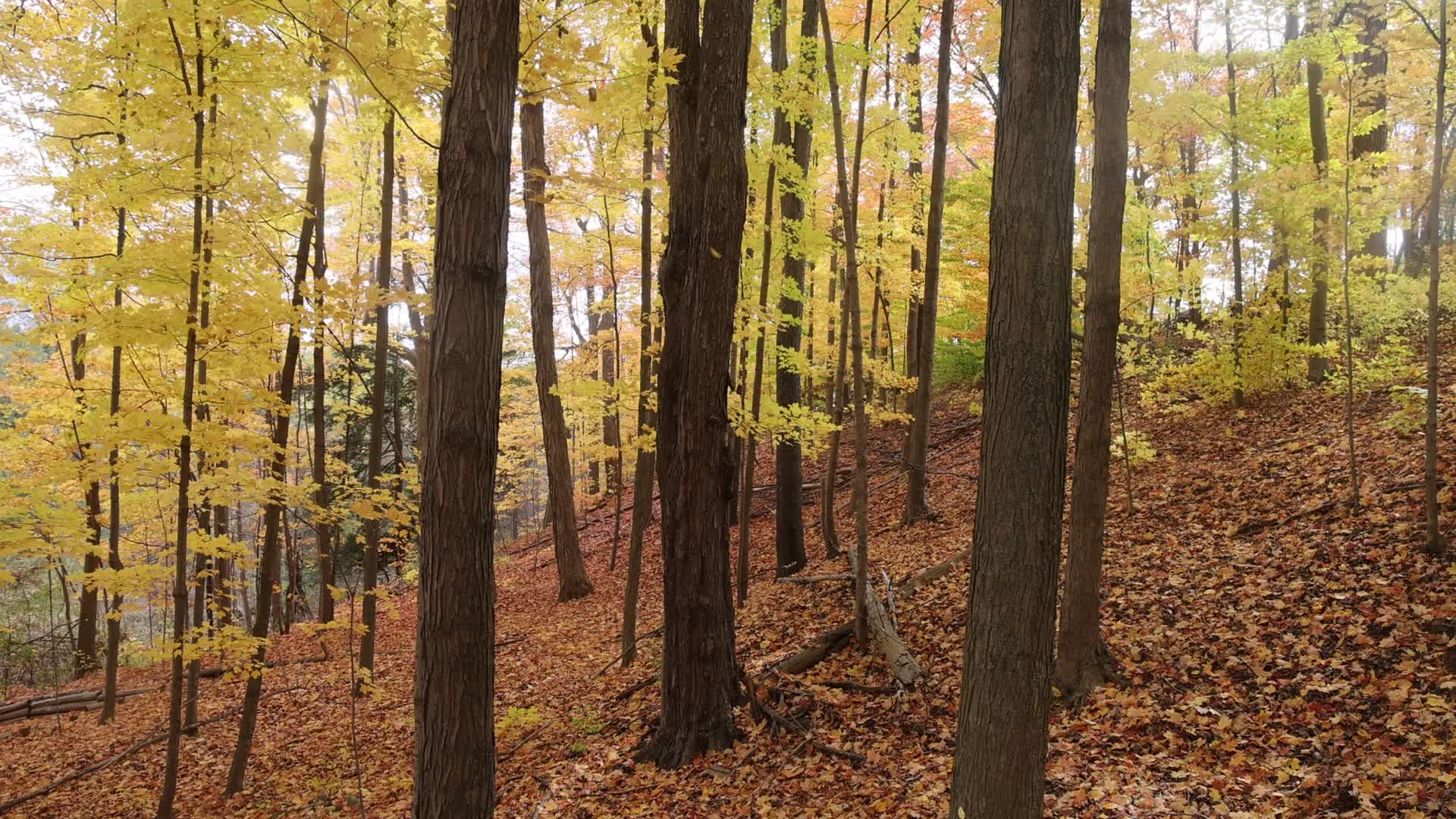 Autumn leaves in Canada