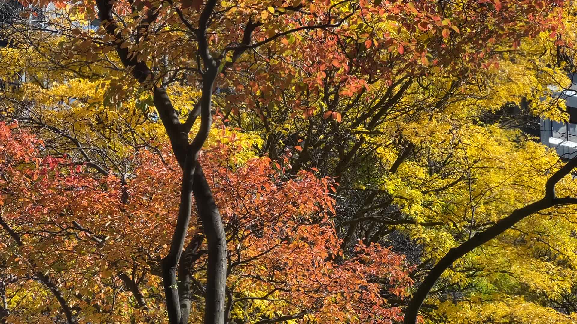 Autumn leaves in Canada