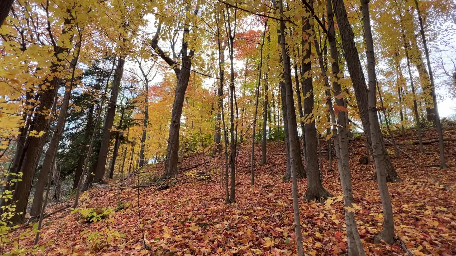 Autumn leaves in Canada