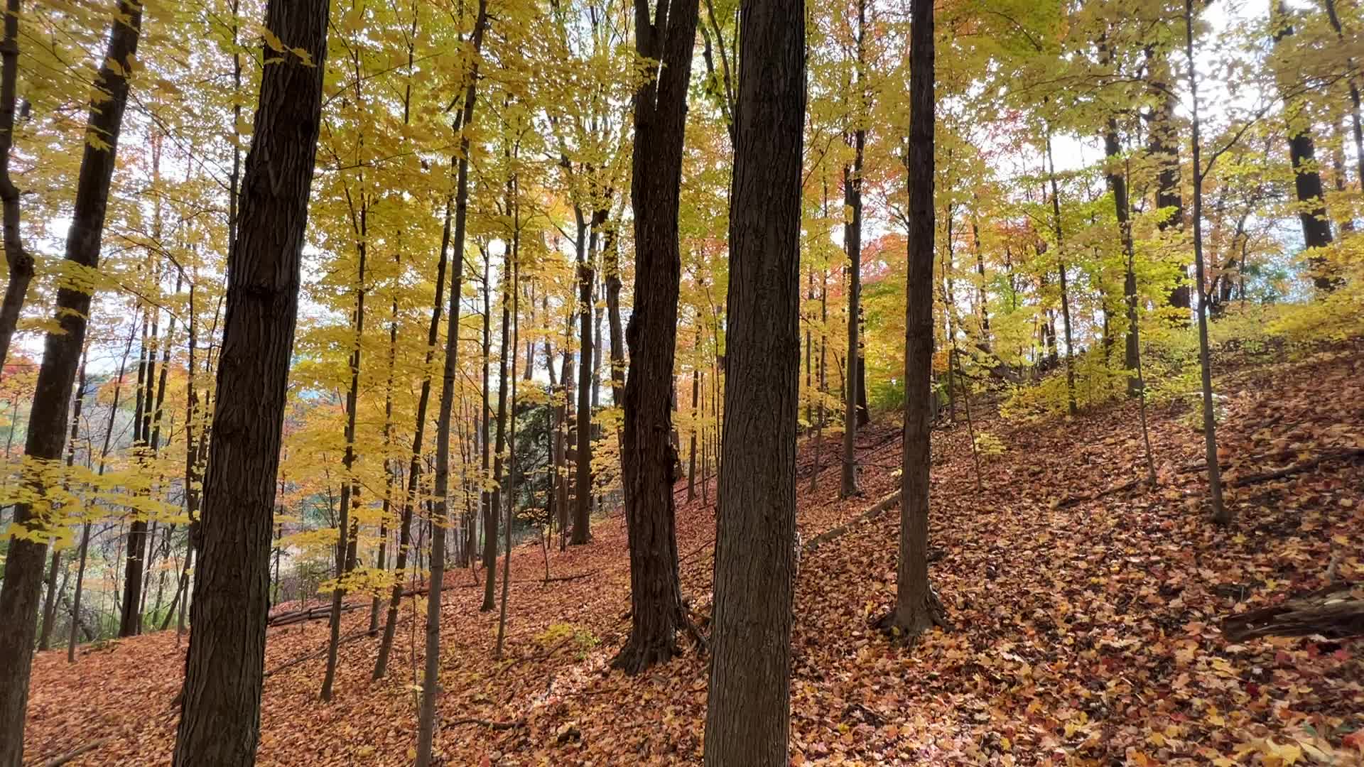Autumn leaves in Canada