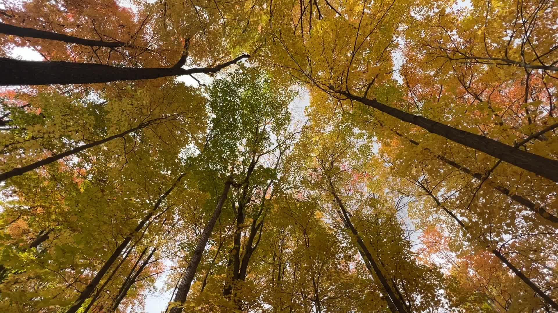 Autumn leaves in Canada