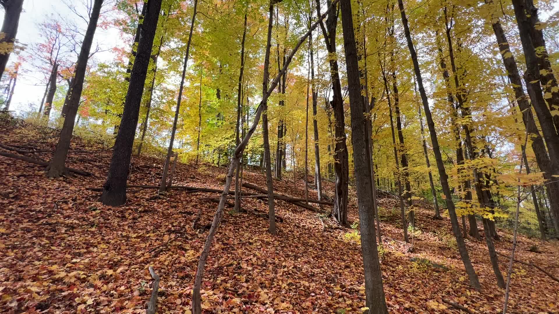Autumn leaves in Canada