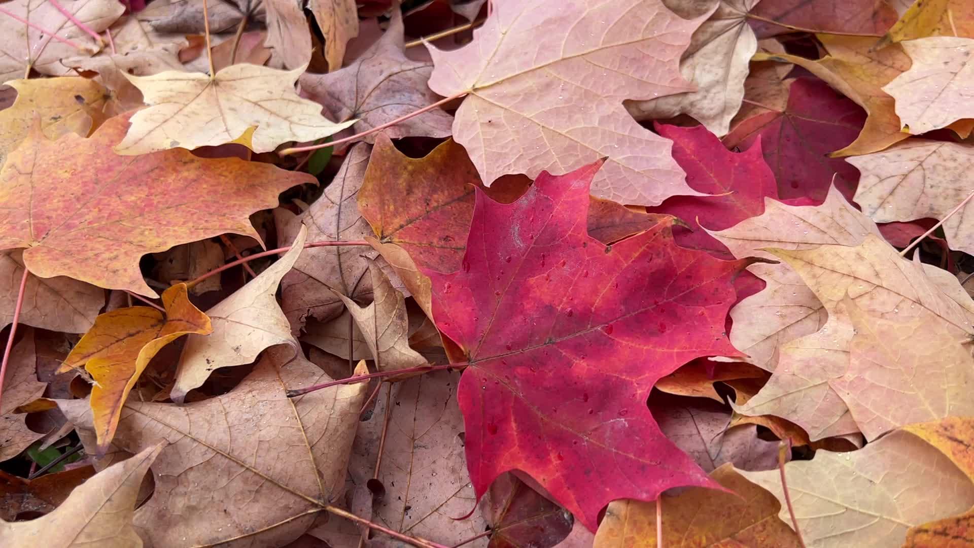 Autumn leaves in Canada