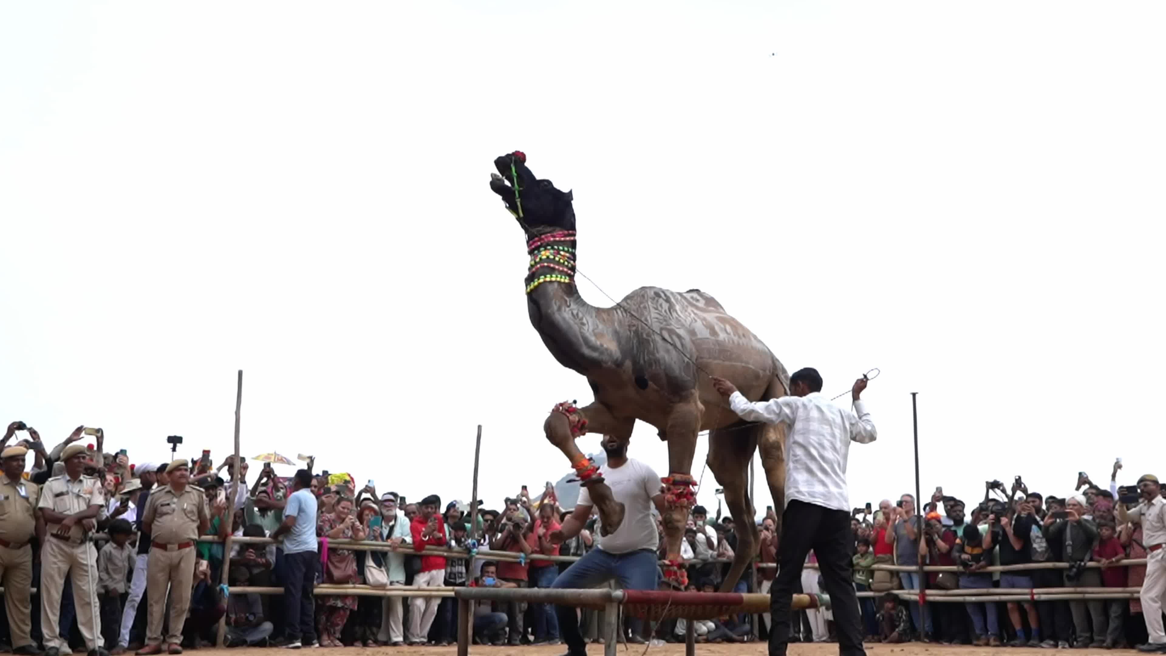 Pushkar Camel Fair in Pushkar