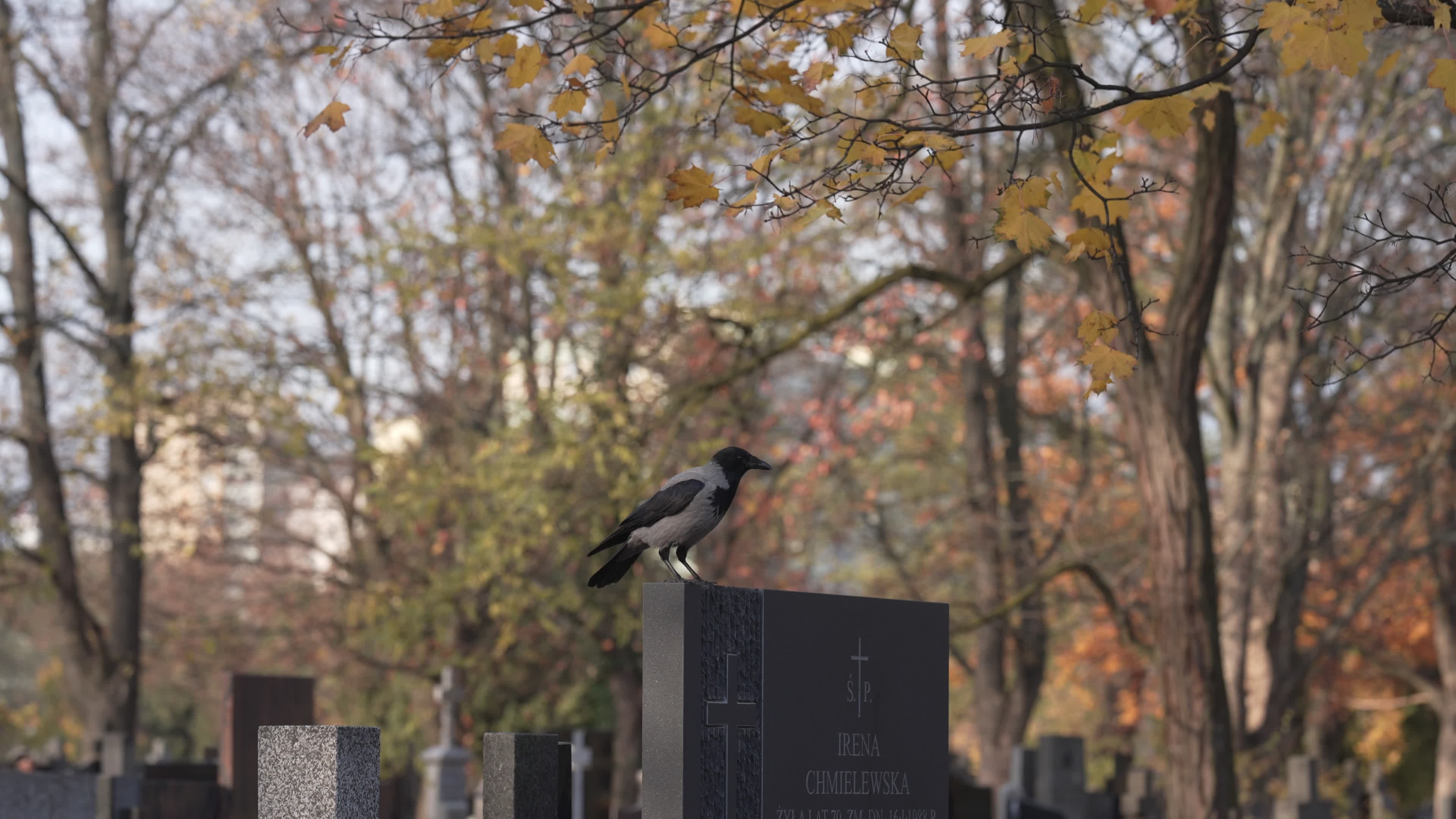 Thousands visit Brodno Cemetery in Warsaw on All Saints