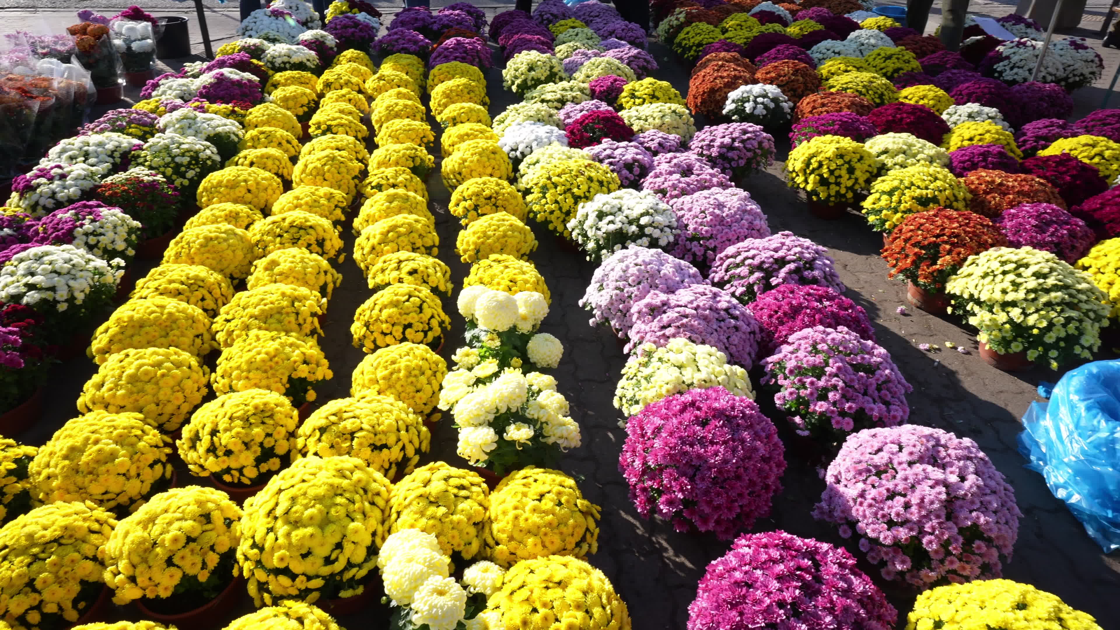 Thousands visit Brodno Cemetery in Warsaw on All Saints