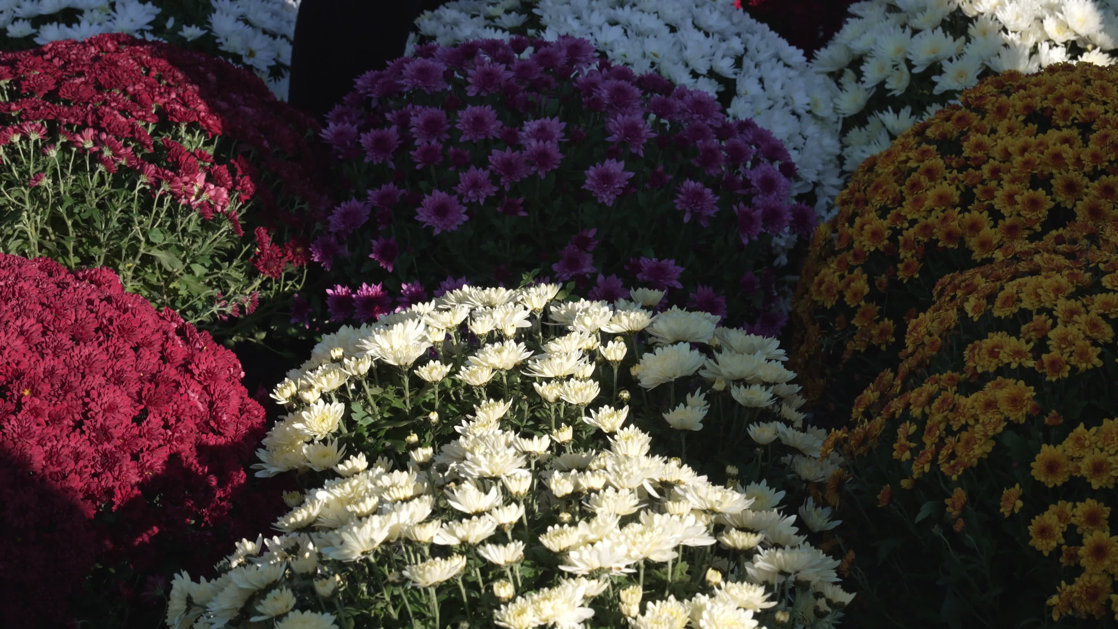 Thousands visit Brodno Cemetery in Warsaw on All Saints