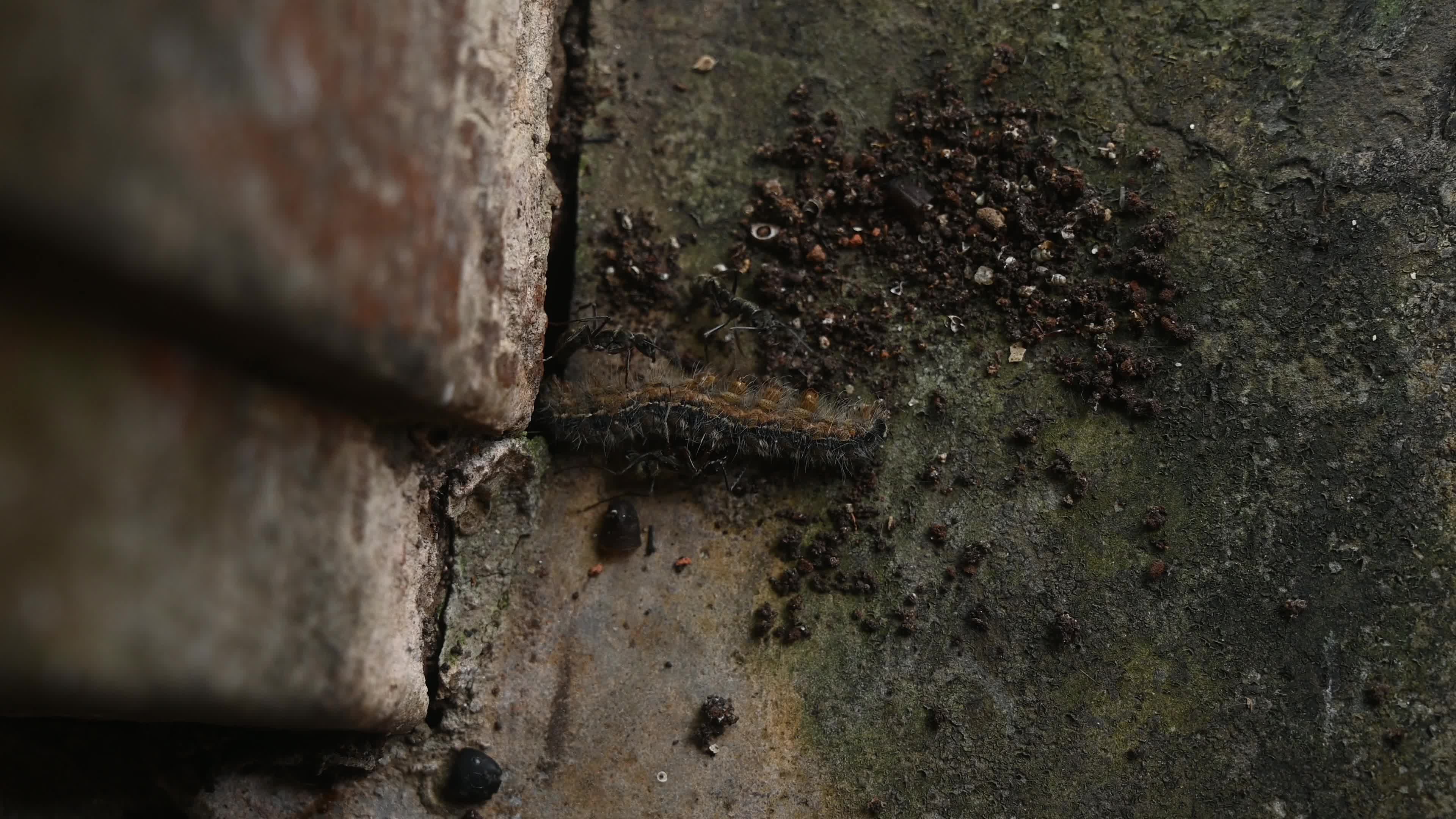 Diacamma Ants - Animal India 